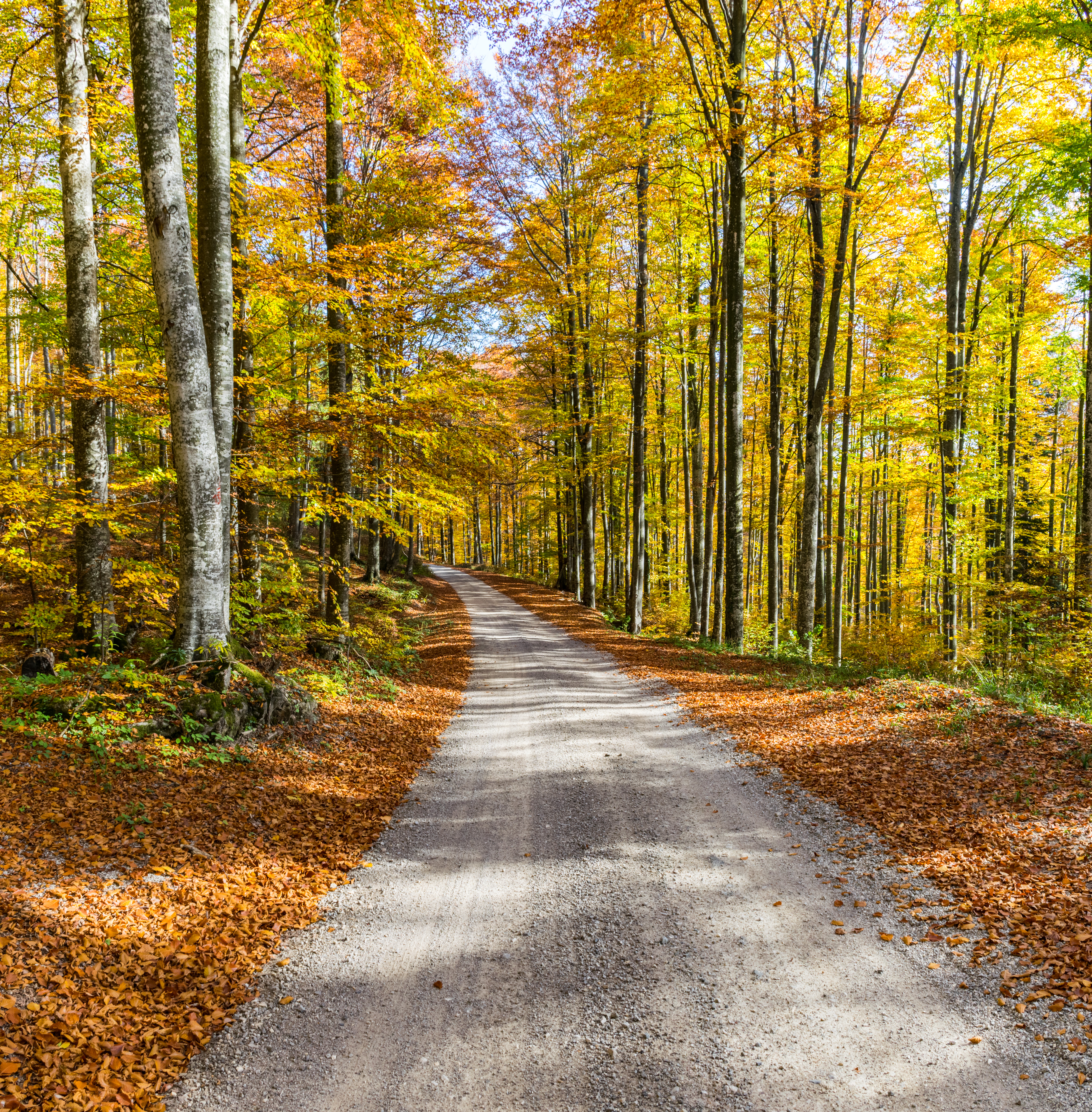 89199 скачать картинку дорога, осень, природа, деревья, листва - обои и заставки бесплатно