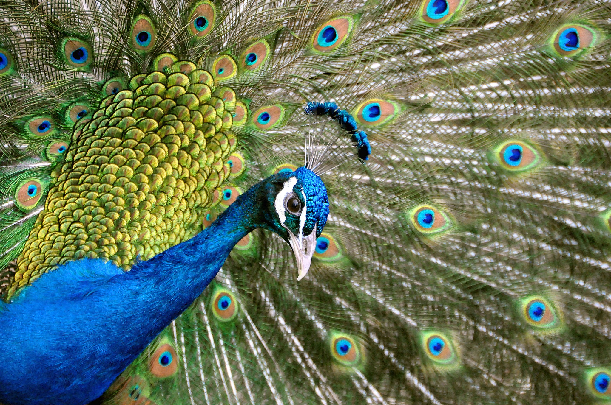 Download mobile wallpaper Birds, Feather, Bird, Animal, Peacock for free.