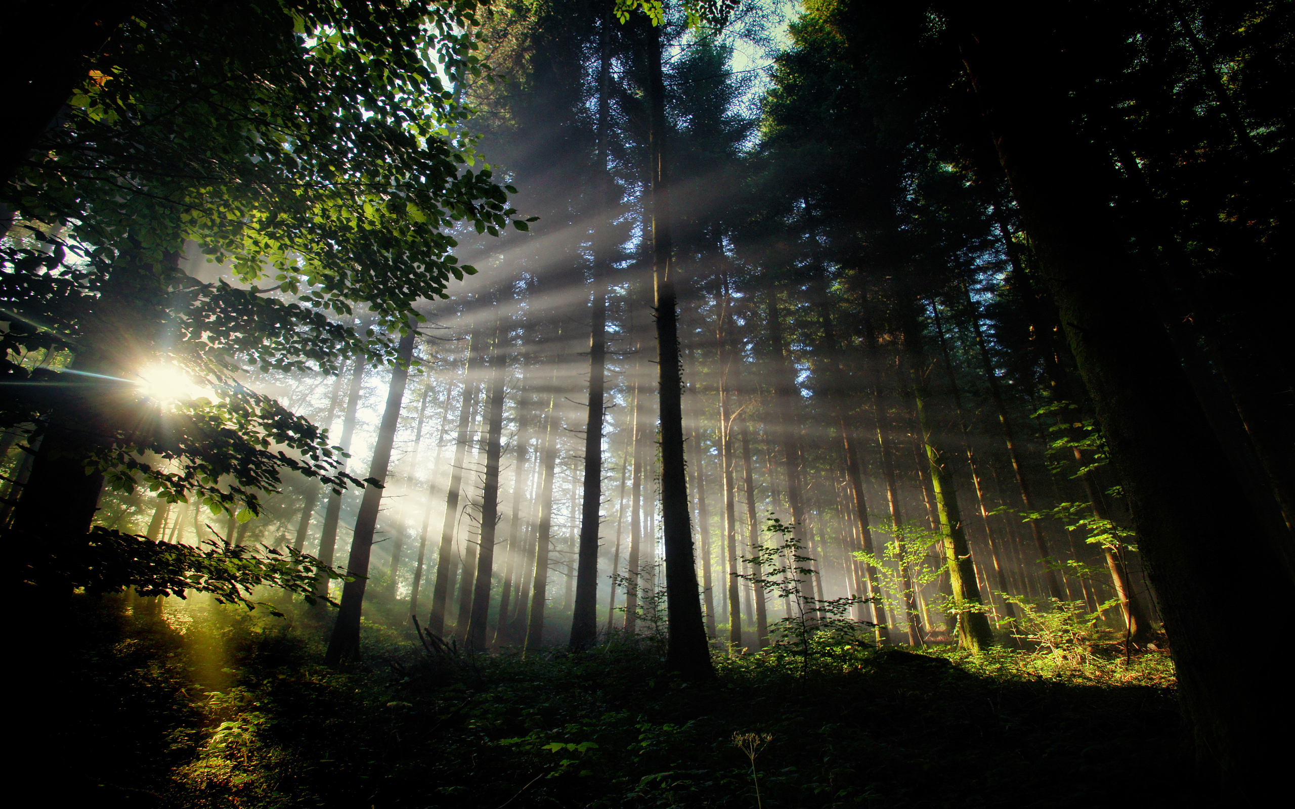 Téléchargez des papiers peints mobile Forêt, Terre/nature gratuitement.