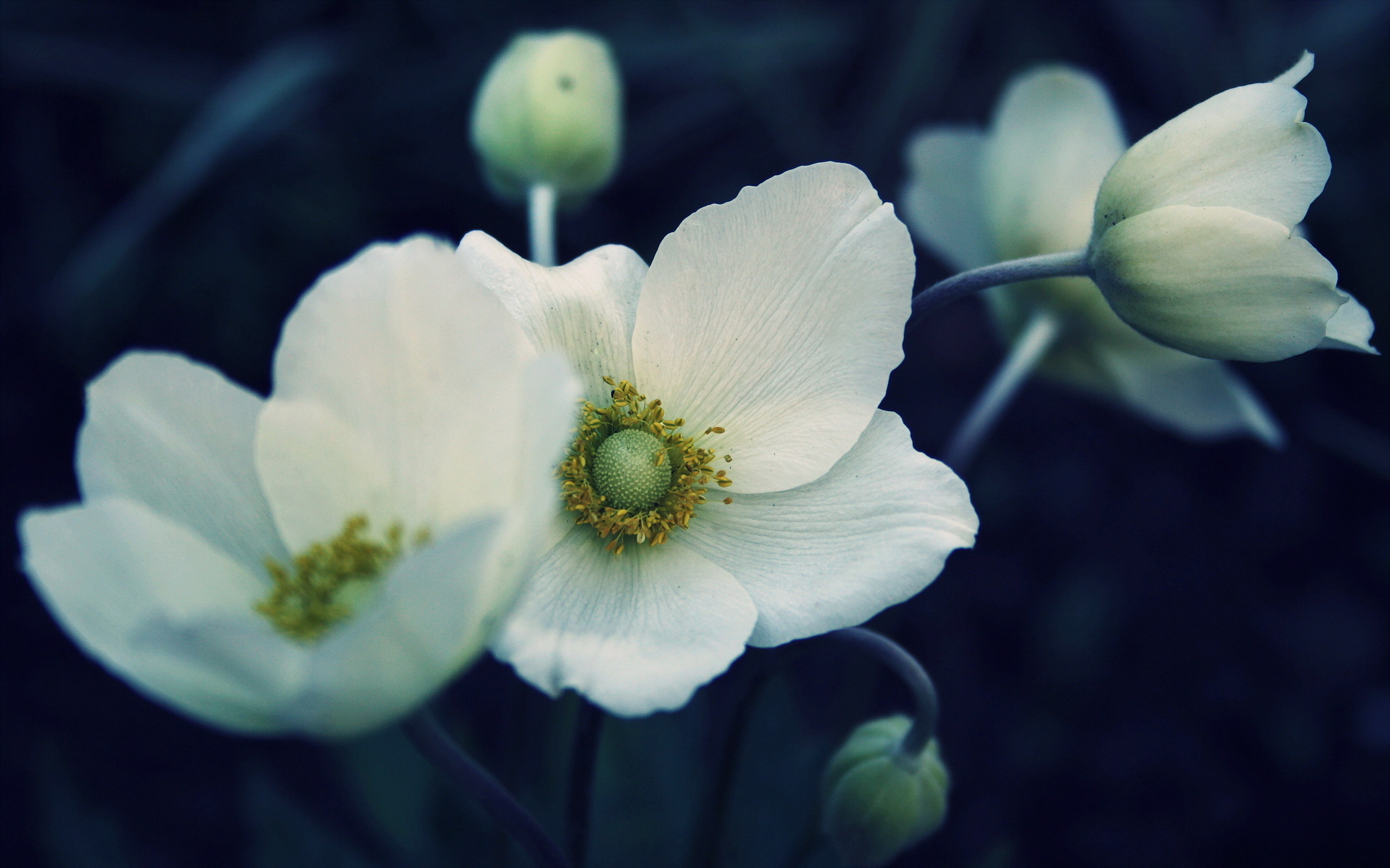 Baixar papel de parede para celular de Flores, Flor, Terra/natureza gratuito.