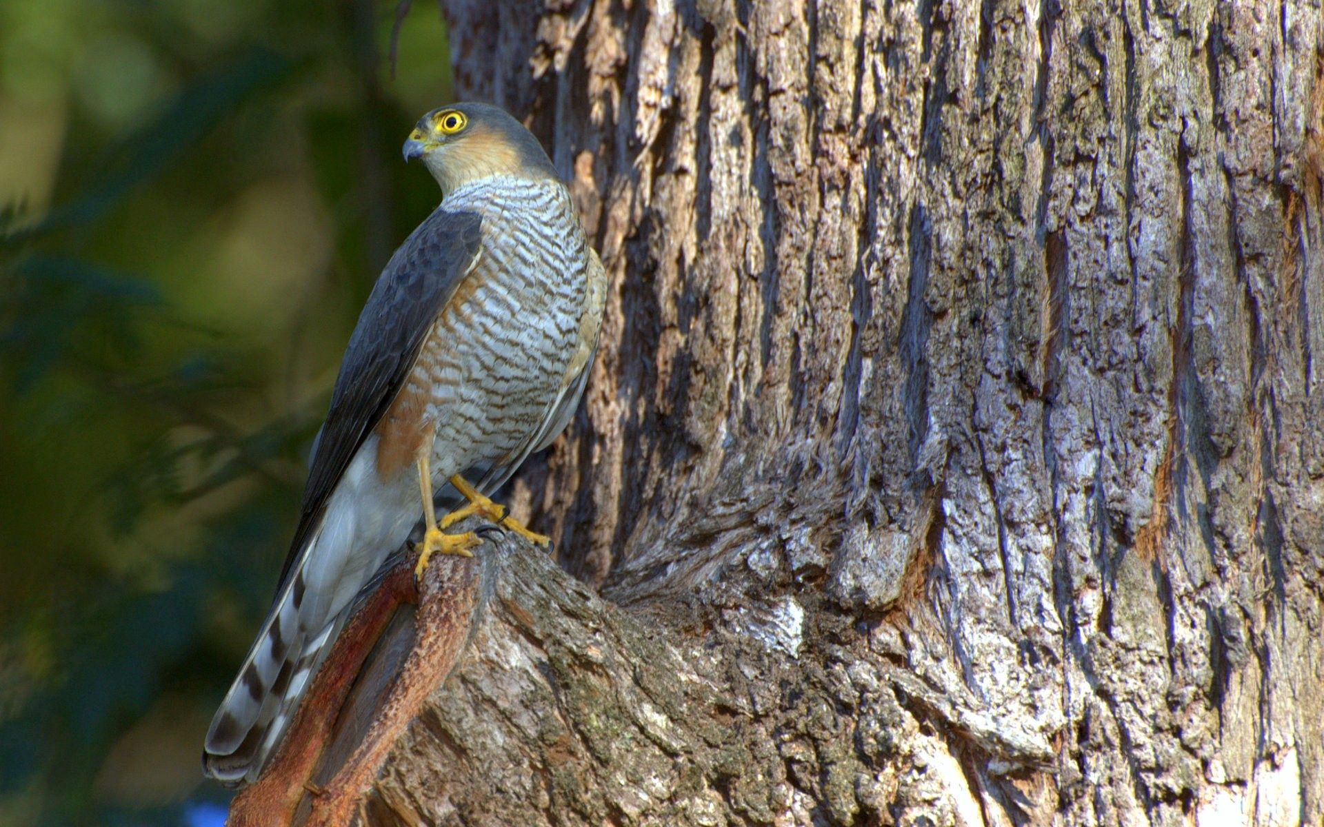 falcon, animals, bird, wood, tree, hawk, hawkish Full HD