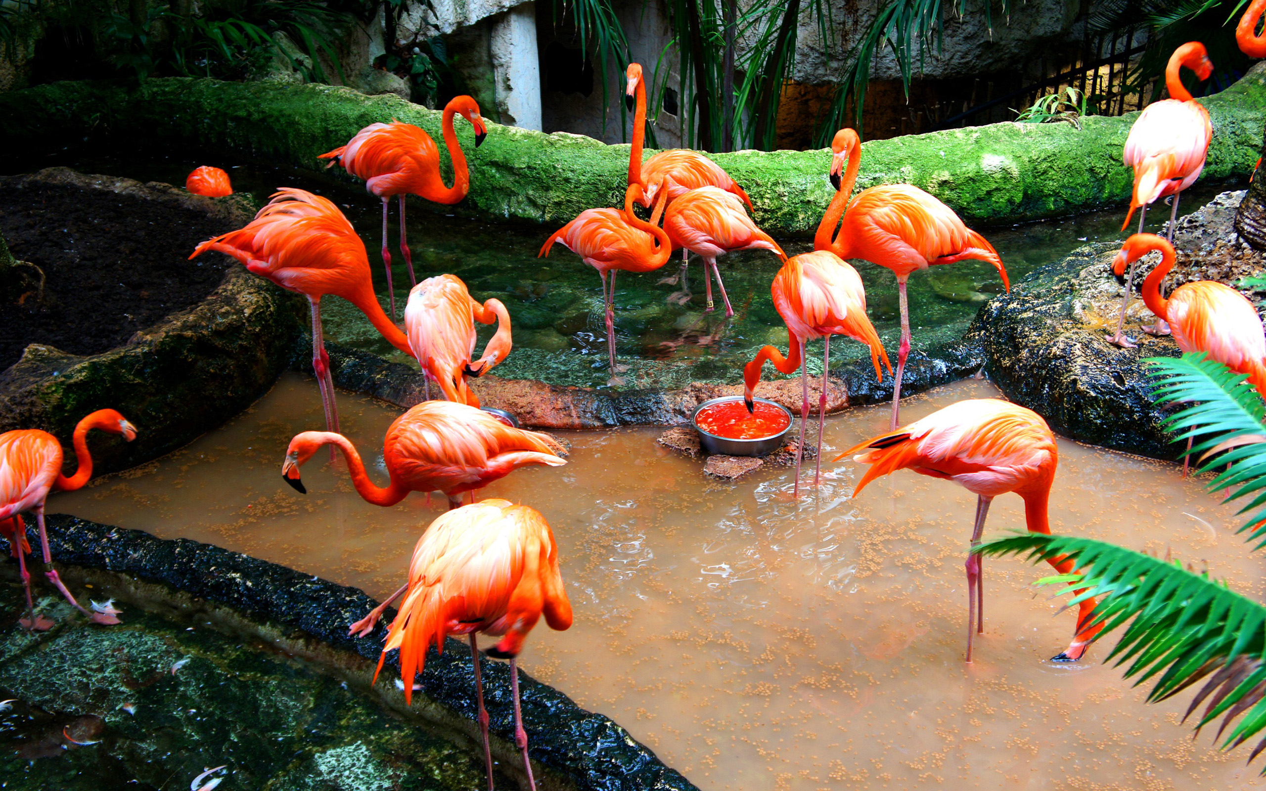 254702 Bild herunterladen tiere, flamingo, vogel, vögel - Hintergrundbilder und Bildschirmschoner kostenlos