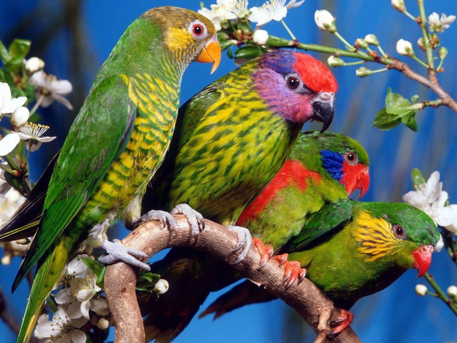 Téléchargez des papiers peints mobile Perroquet, Des Oiseaux, Animaux gratuitement.