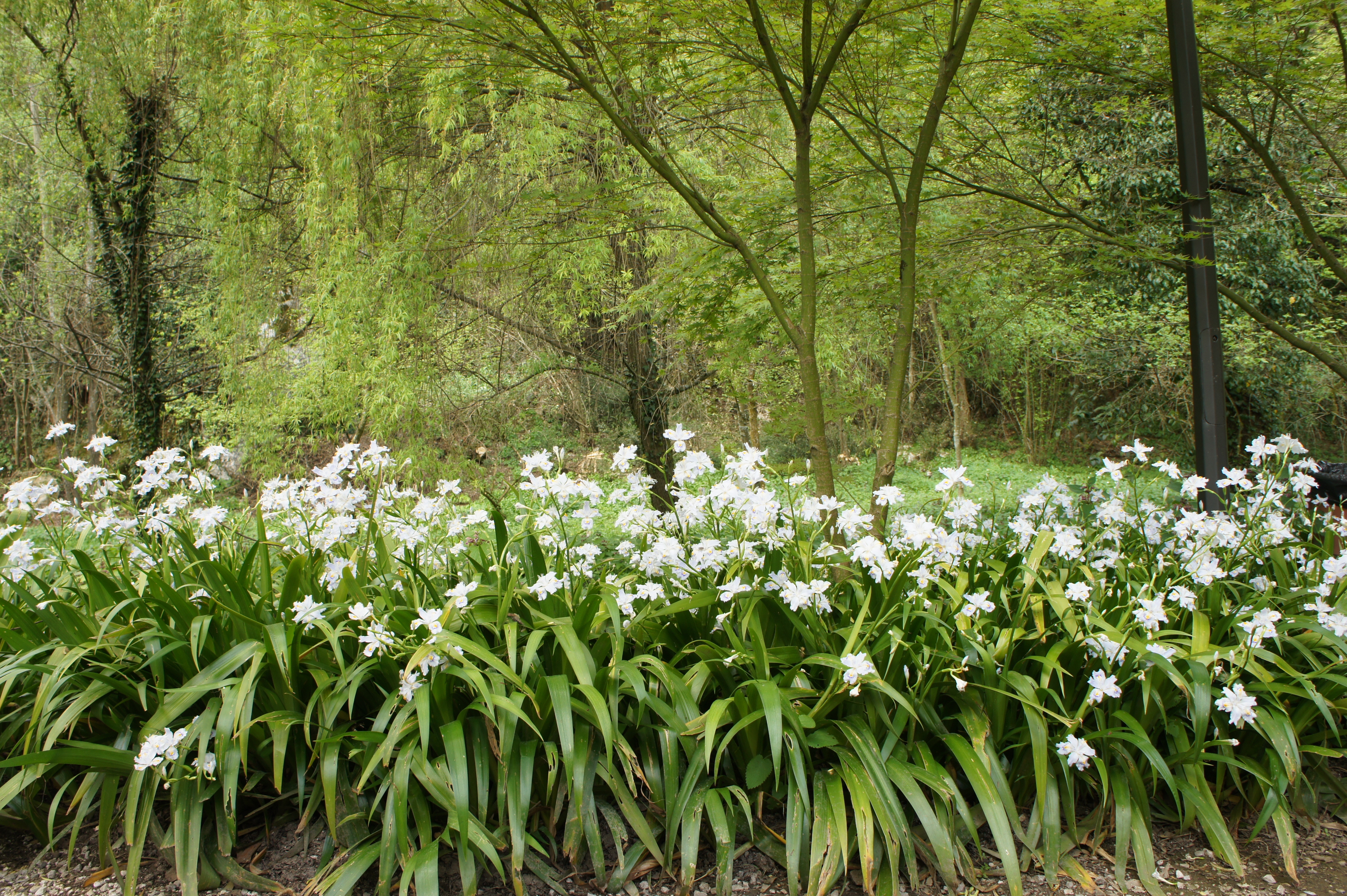 Free download wallpaper Flowers, Forest, Nature on your PC desktop