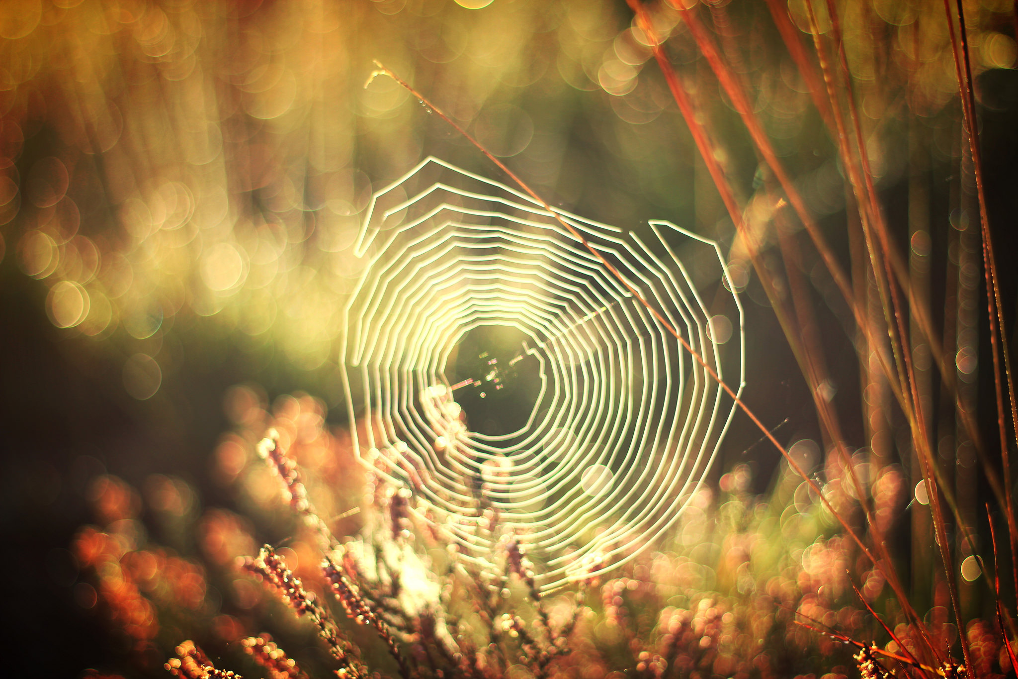 Download mobile wallpaper Close Up, Bokeh, Sunny, Photography, Spider Web for free.