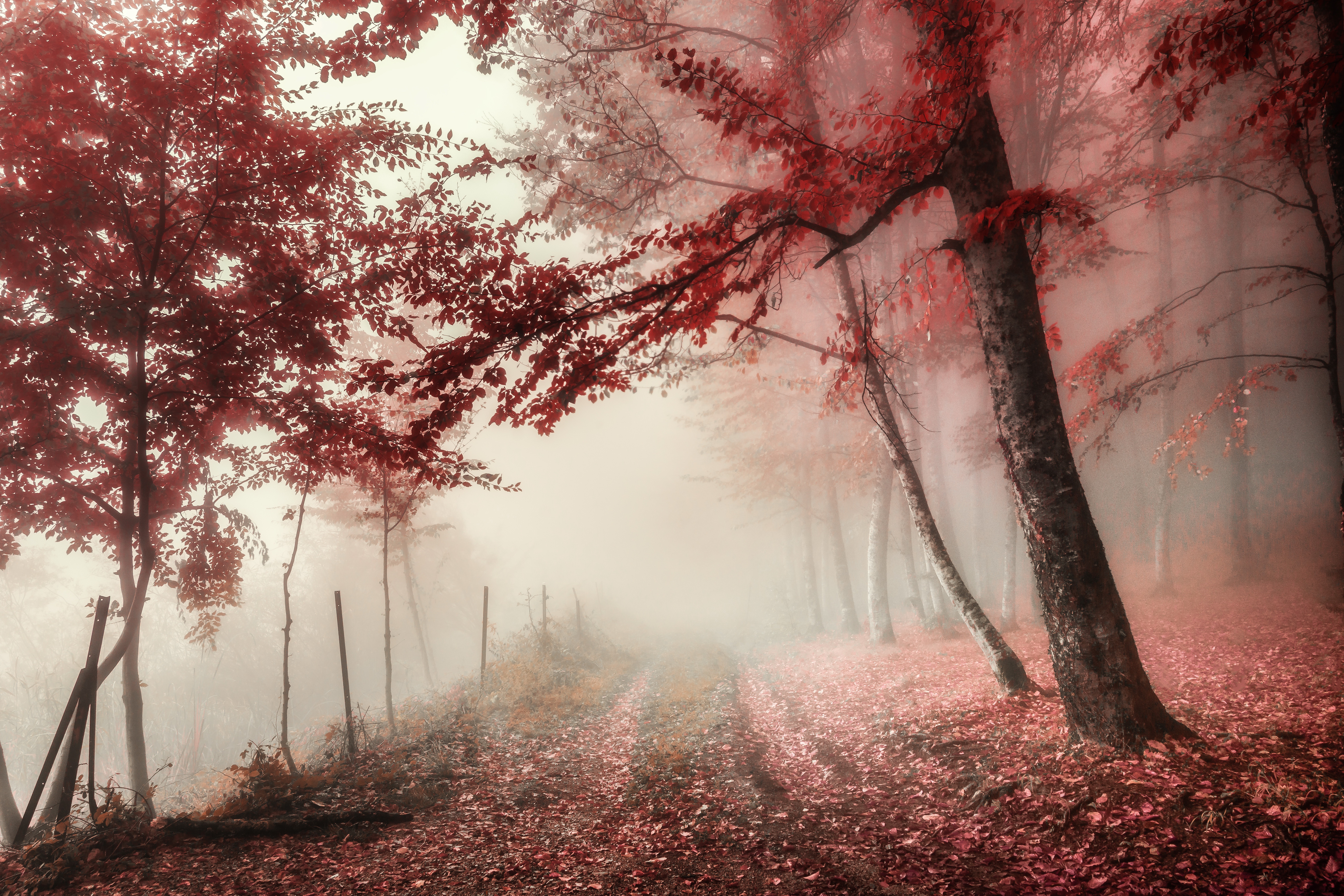 Free download wallpaper Fog, Fall, Earth, Path on your PC desktop