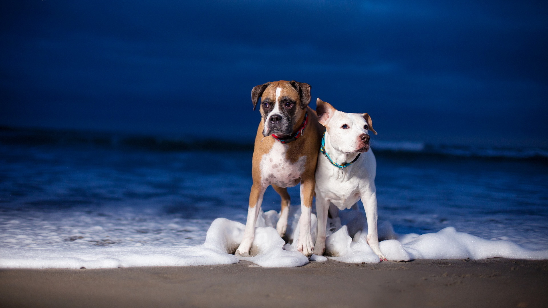 Téléchargez des papiers peints mobile Animaux, Chien gratuitement.