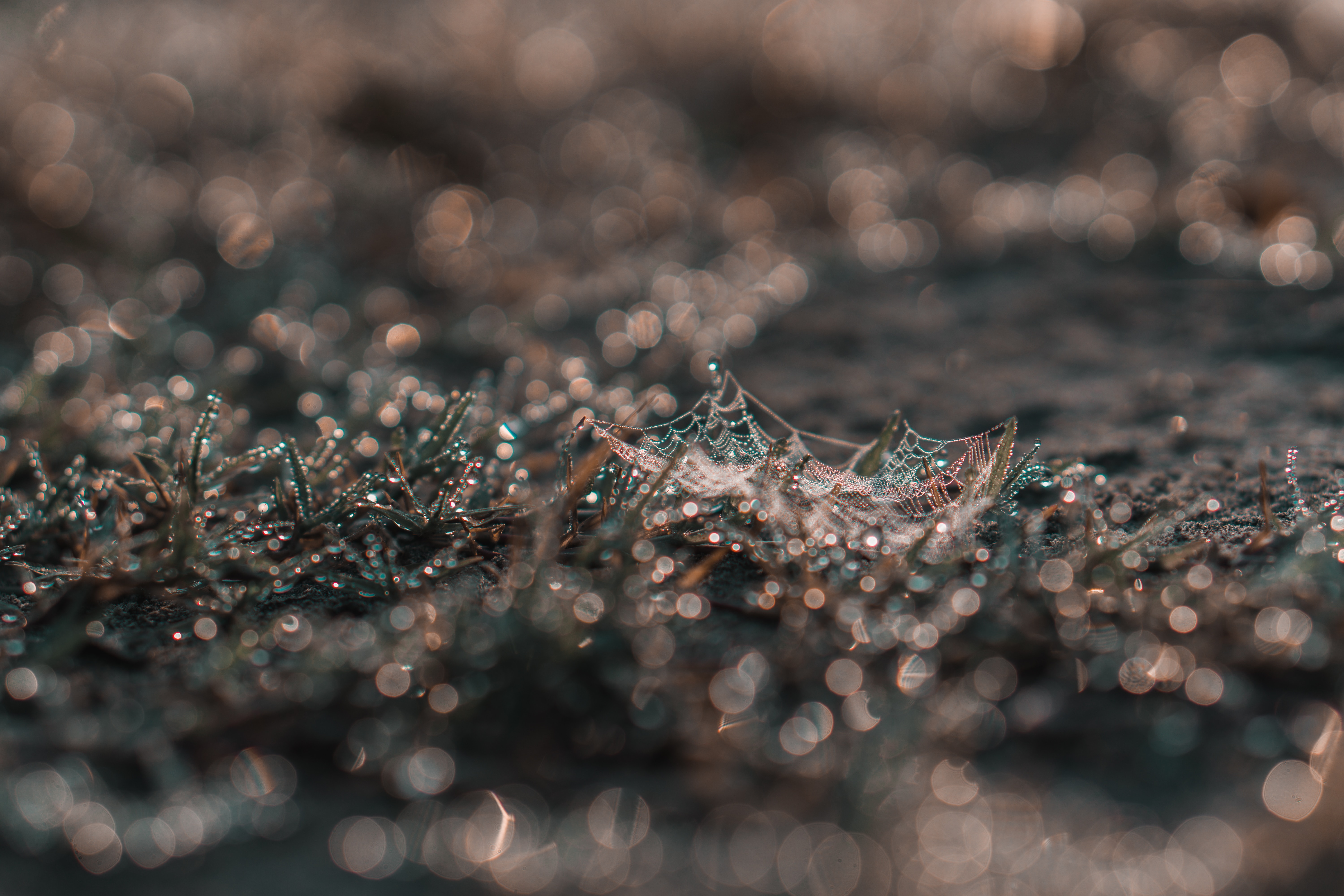 grass, web, drops, macro, dew Free Background