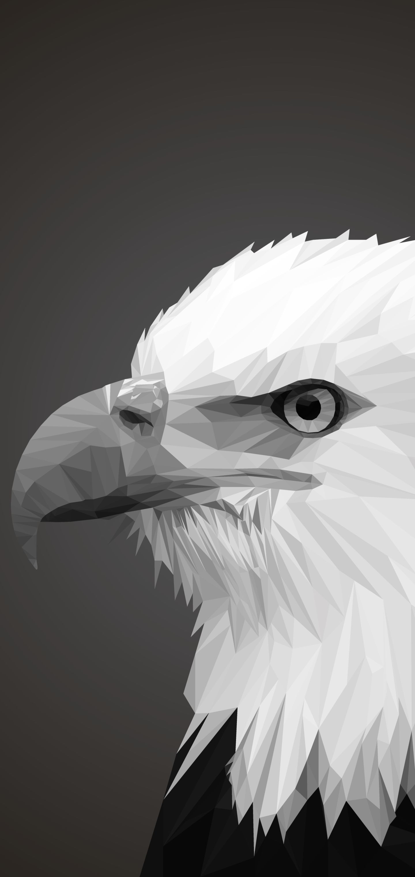 Laden Sie das Tiere, Vögel, Vogel, Adler, Weißkopfseeadler-Bild kostenlos auf Ihren PC-Desktop herunter