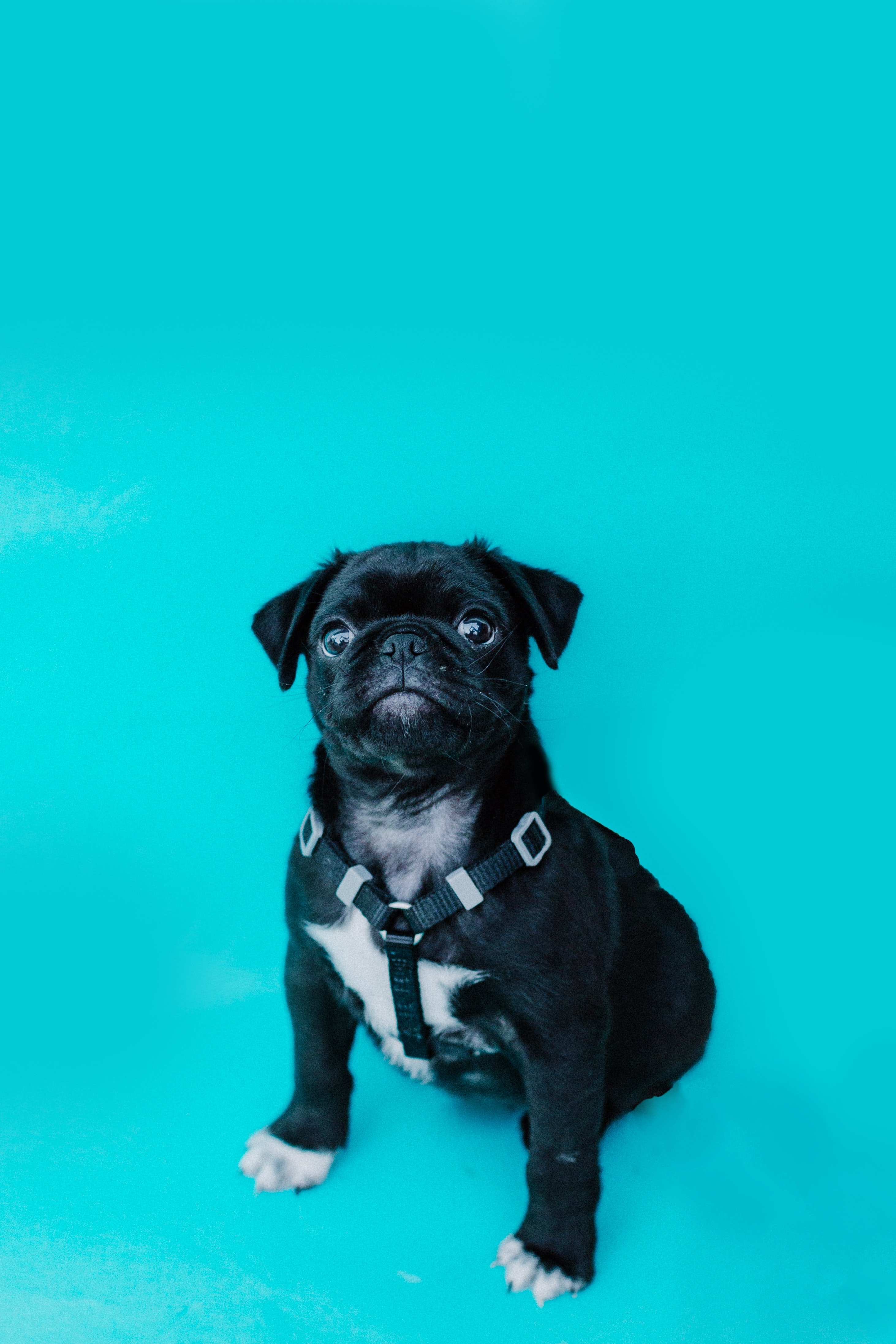 pug, funny, animals, dog, sight, opinion for android