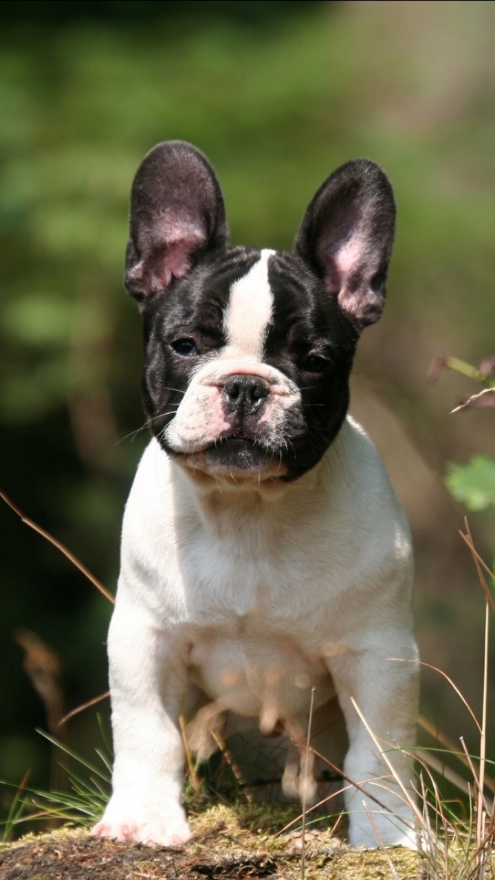 Handy-Wallpaper Tiere, Hunde, Französisch Bulldogge kostenlos herunterladen.