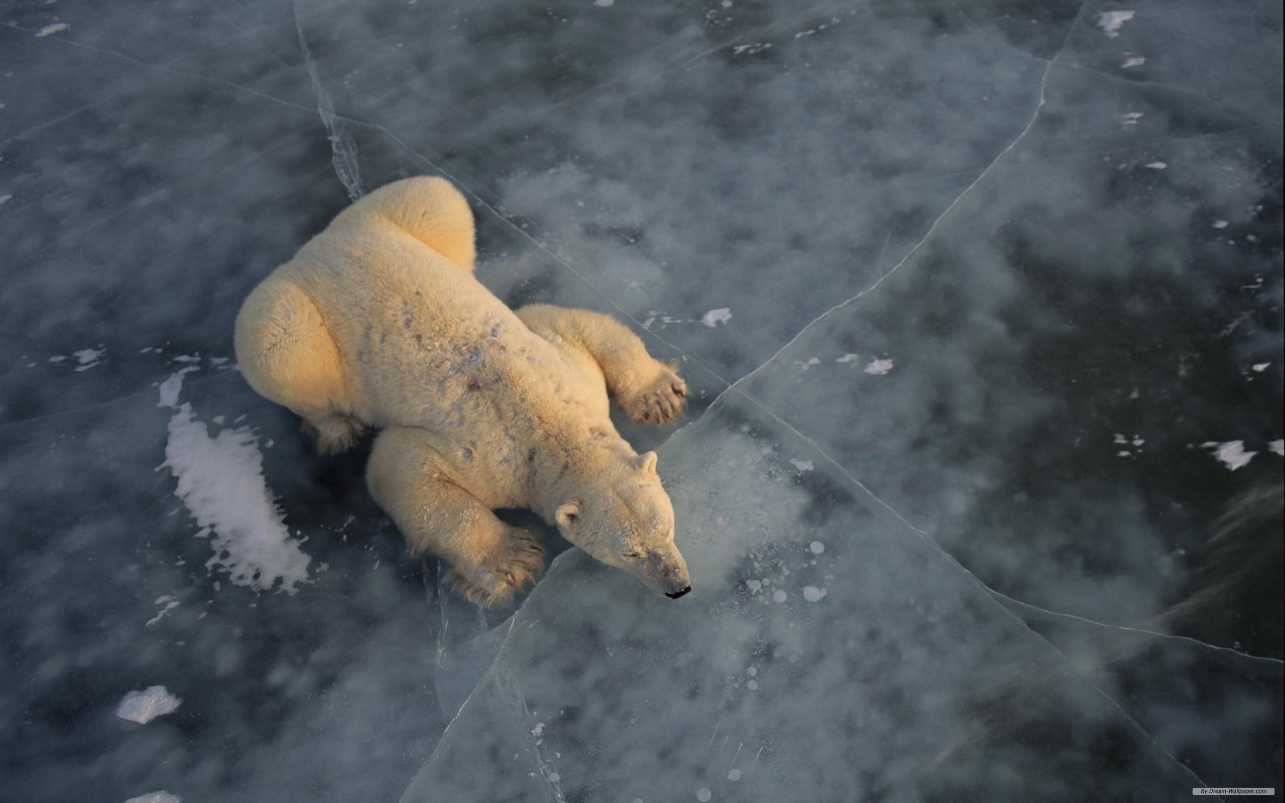 Baixar papel de parede para celular de Ursos, Urso Polar, Urso, Gelo, Animais gratuito.