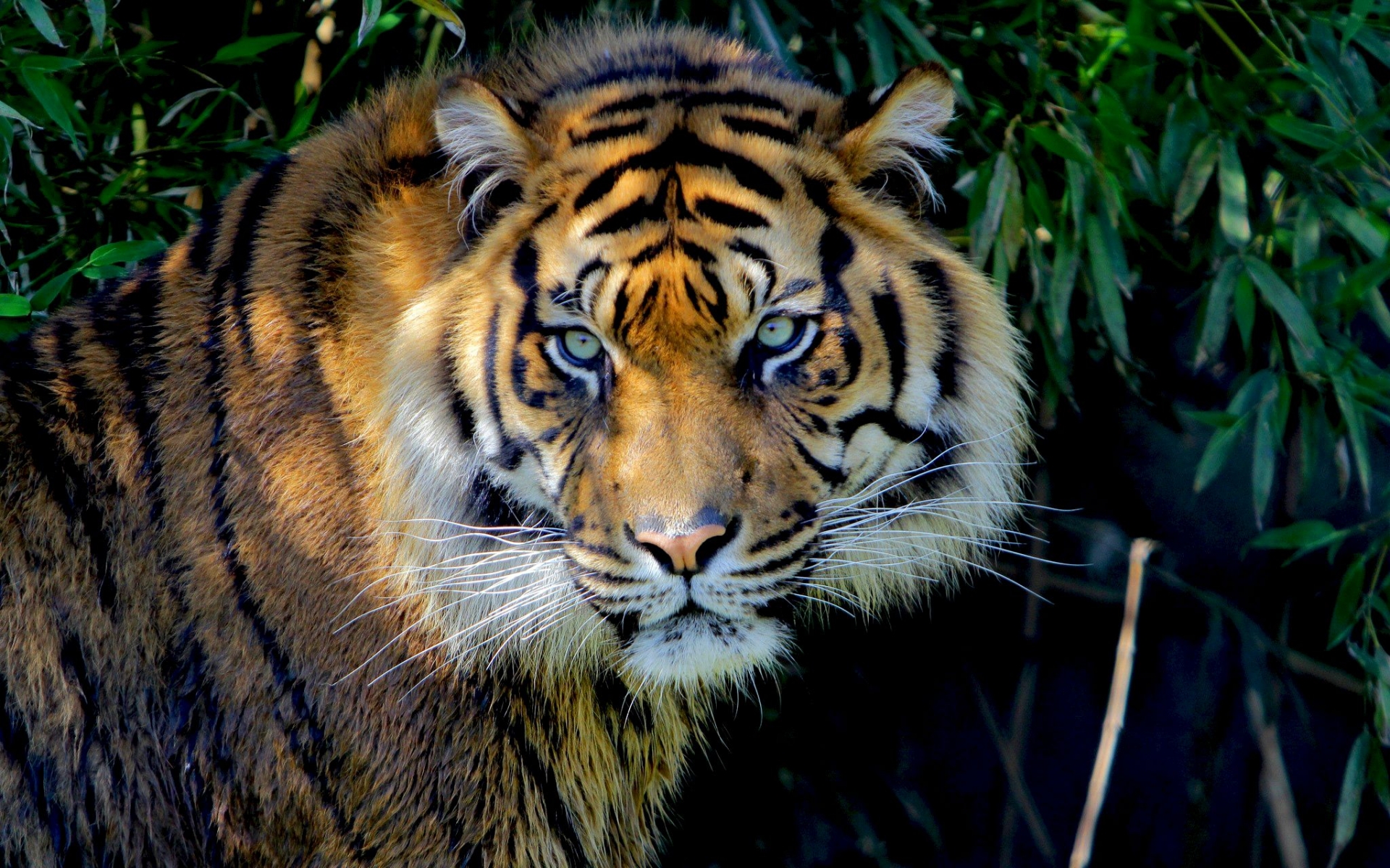 Baixe gratuitamente a imagem Animais, Gatos, Tigre na área de trabalho do seu PC