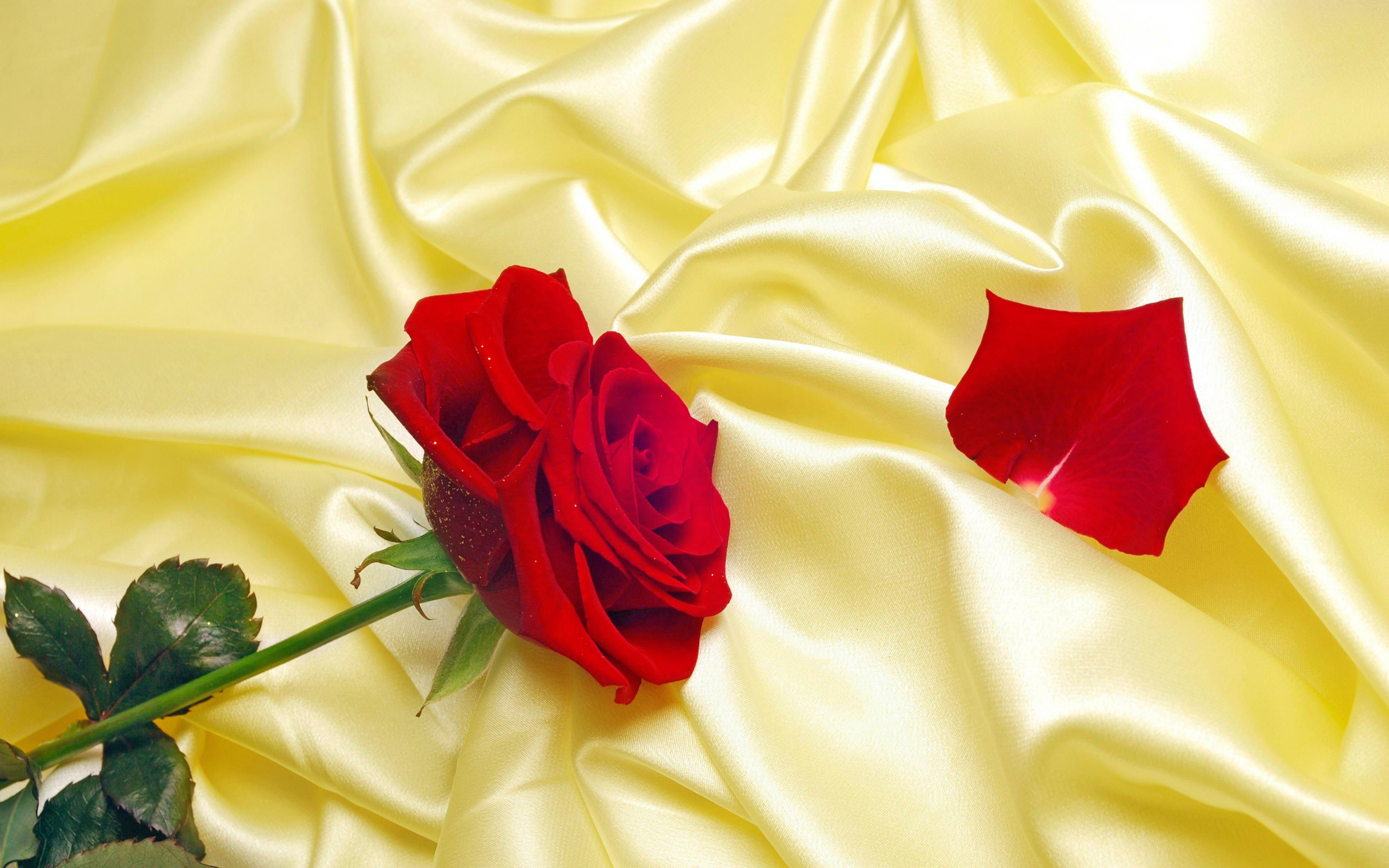 Скачать обои бесплатно Цветок, Роза, Красная Роза, День Святого Валентина, Праздничные картинка на рабочий стол ПК