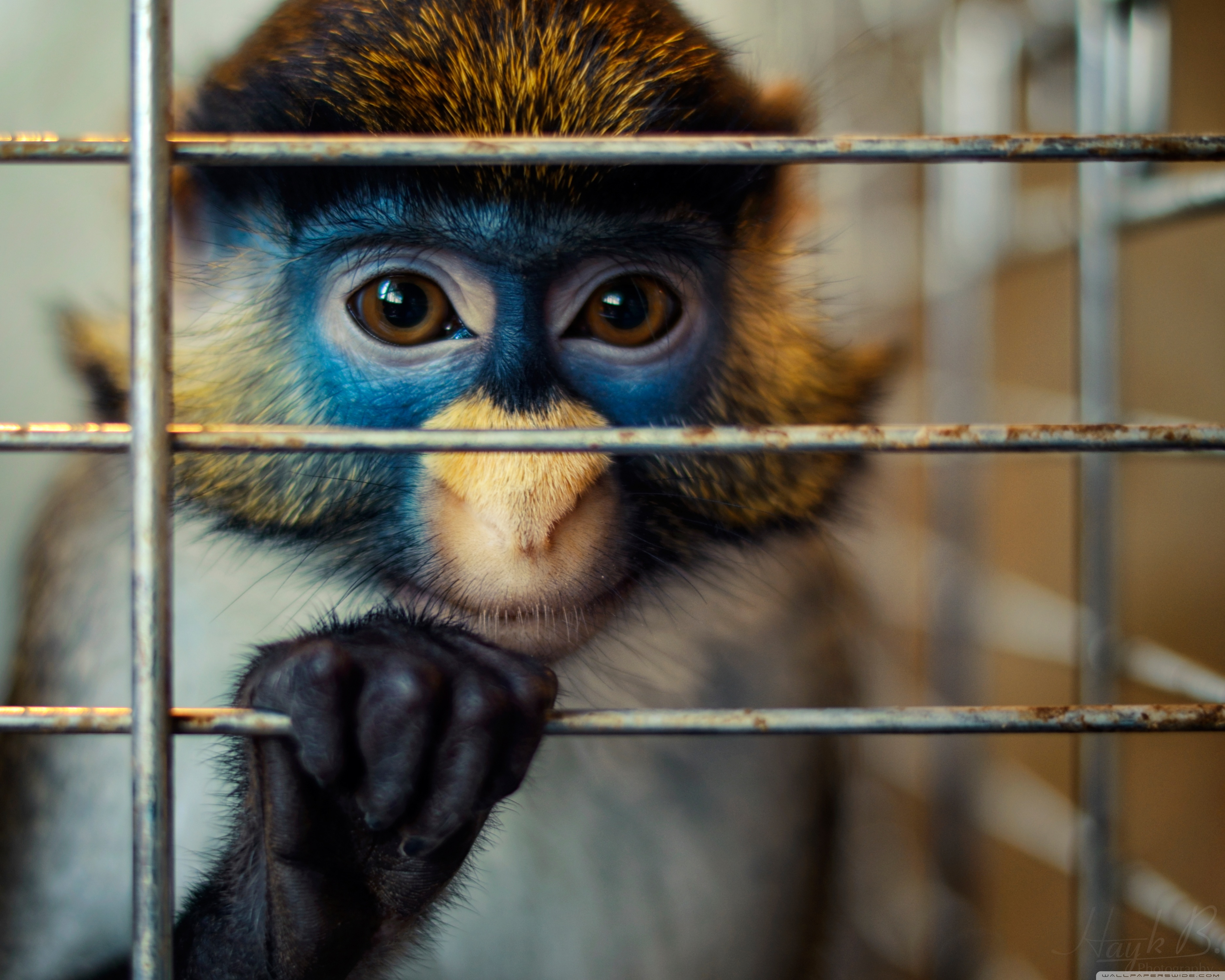 Free download wallpaper Monkeys, Monkey, Animal on your PC desktop