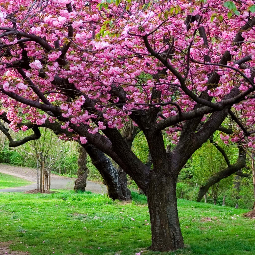 Download mobile wallpaper Sakura, Park, Earth, Path, Japan, Spring, Cherry Blossom, Cherry Tree for free.