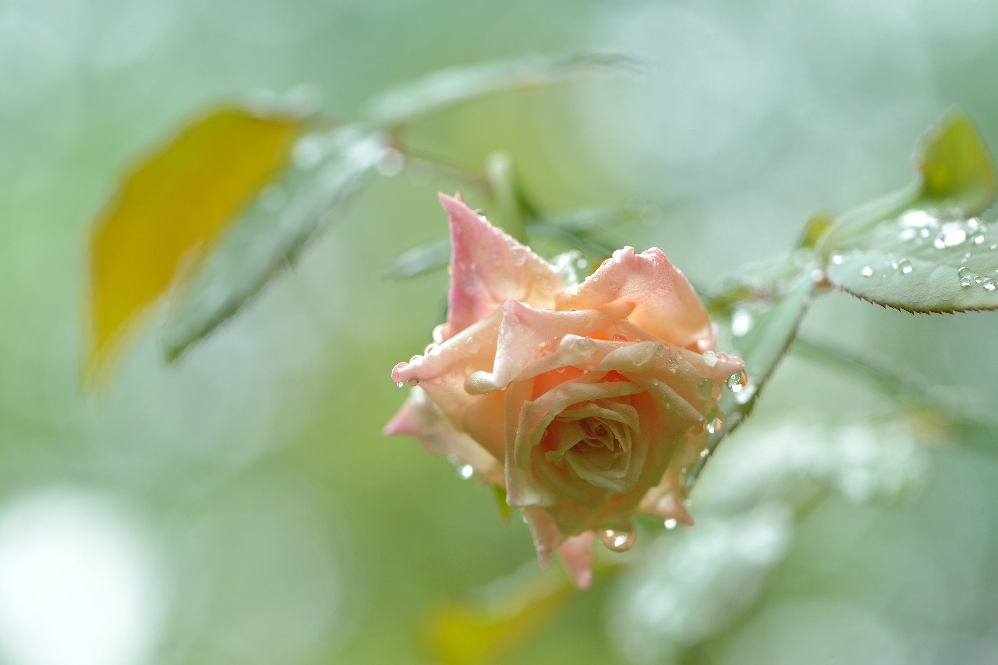 Free download wallpaper Nature, Flowers, Rose, Earth, Bokeh, Water Drop, Pink Flower on your PC desktop