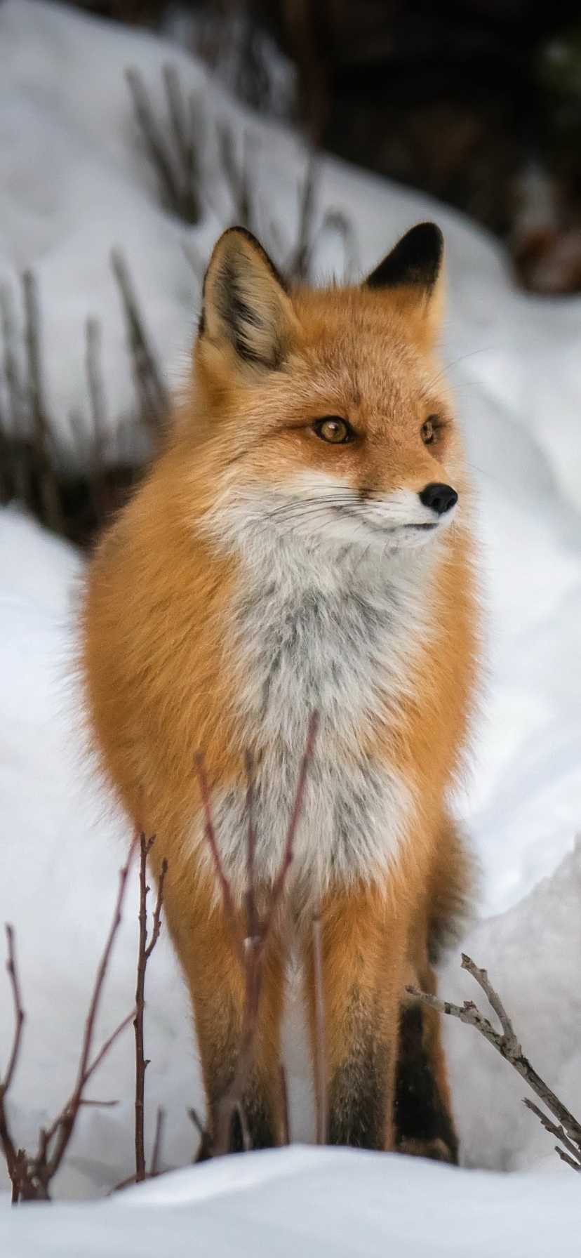 Download mobile wallpaper Fox, Animal for free.