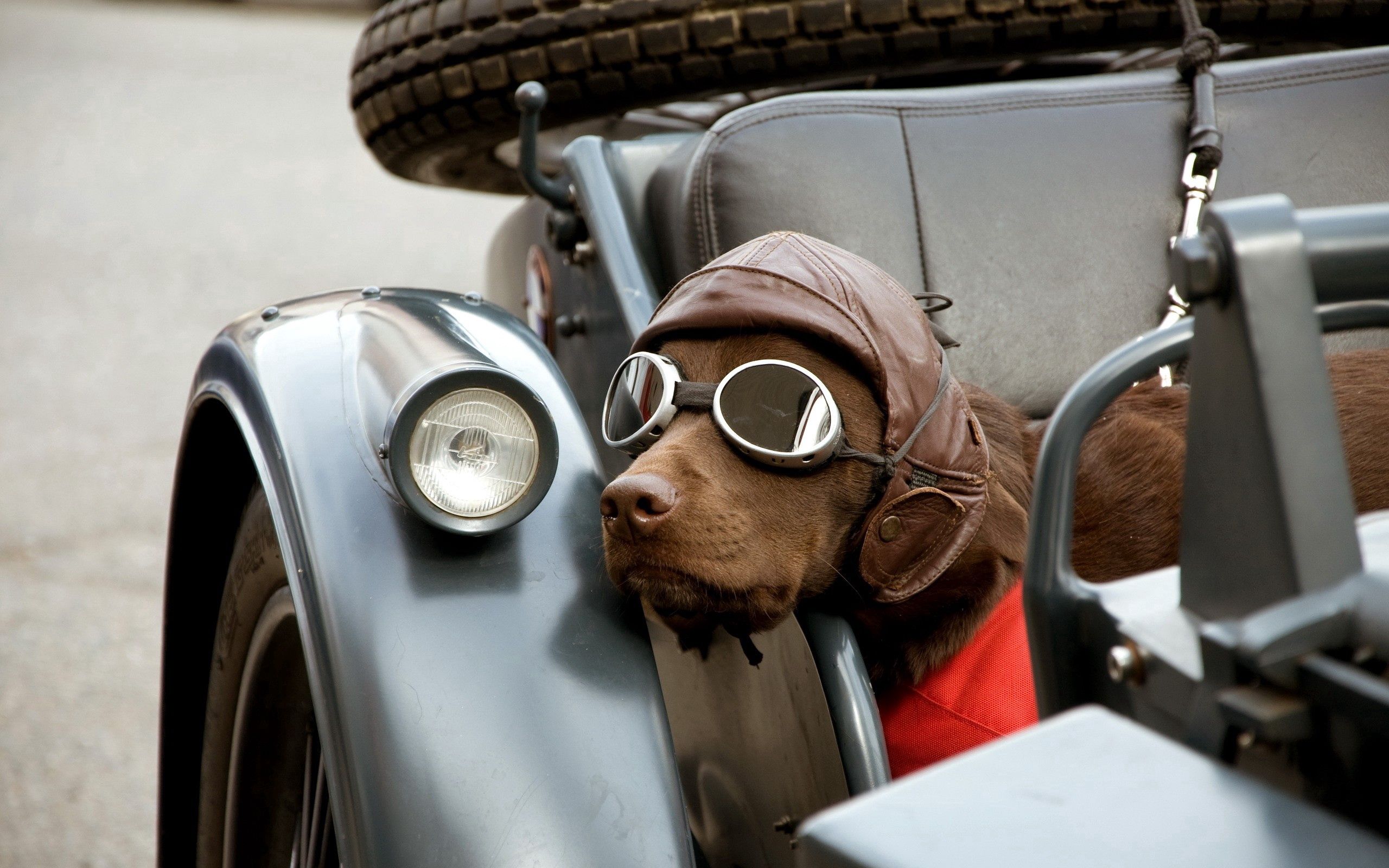 148696 завантажити картинку тварини, собака, пес, автомобіль, кришка, окуляри, шапка - шпалери і заставки безкоштовно
