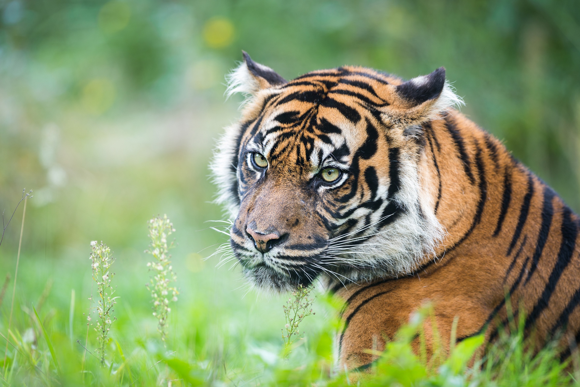 Handy-Wallpaper Tiere, Katzen, Tiger kostenlos herunterladen.