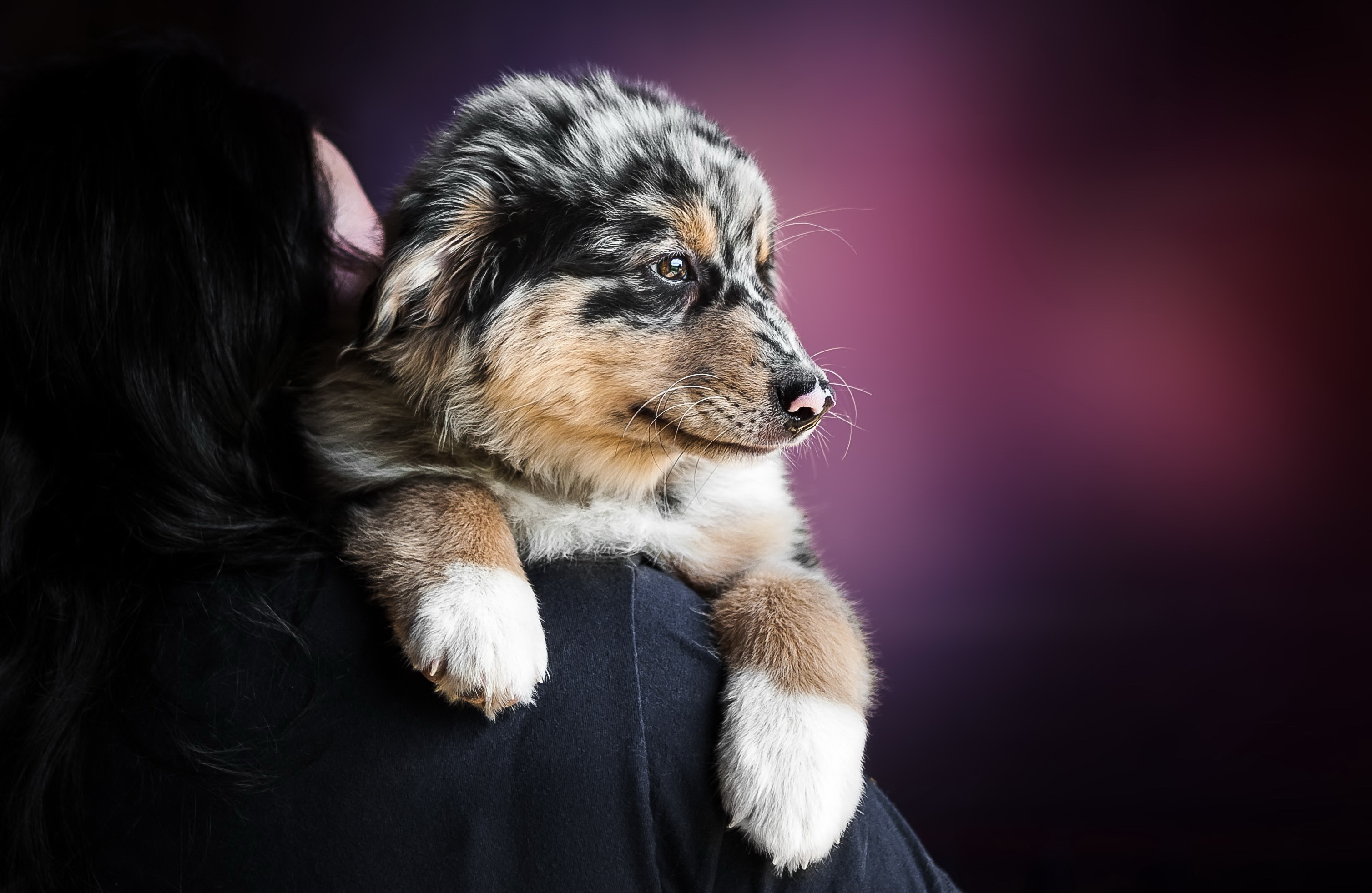 Download mobile wallpaper Dogs, Dog, Animal, Puppy, Australian Shepherd, Cute, Baby Animal for free.