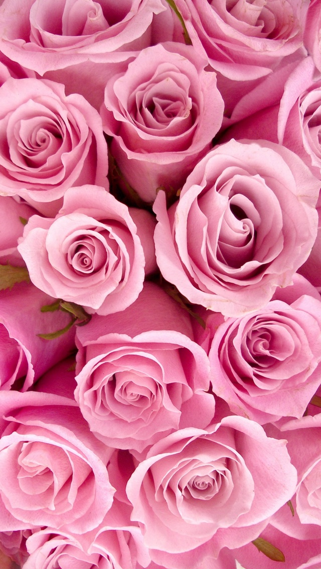 Скачать картинку Цветок, Роза, Земля, Земля/природа, Розовый Цветок, Розовая Роза, Флауэрсы в телефон бесплатно.