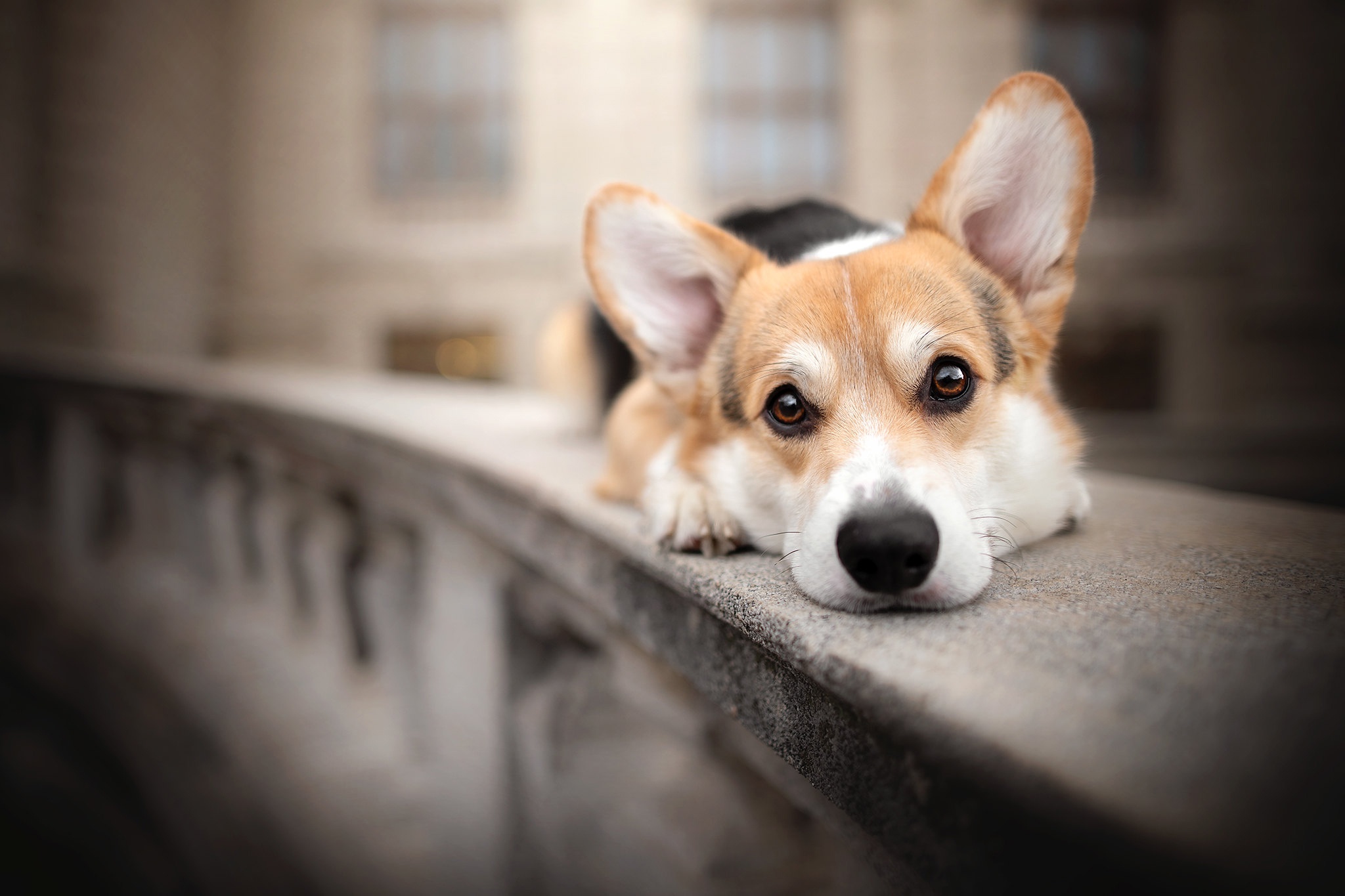 Download mobile wallpaper Dogs, Dog, Animal, Corgi, Stare, Depth Of Field for free.