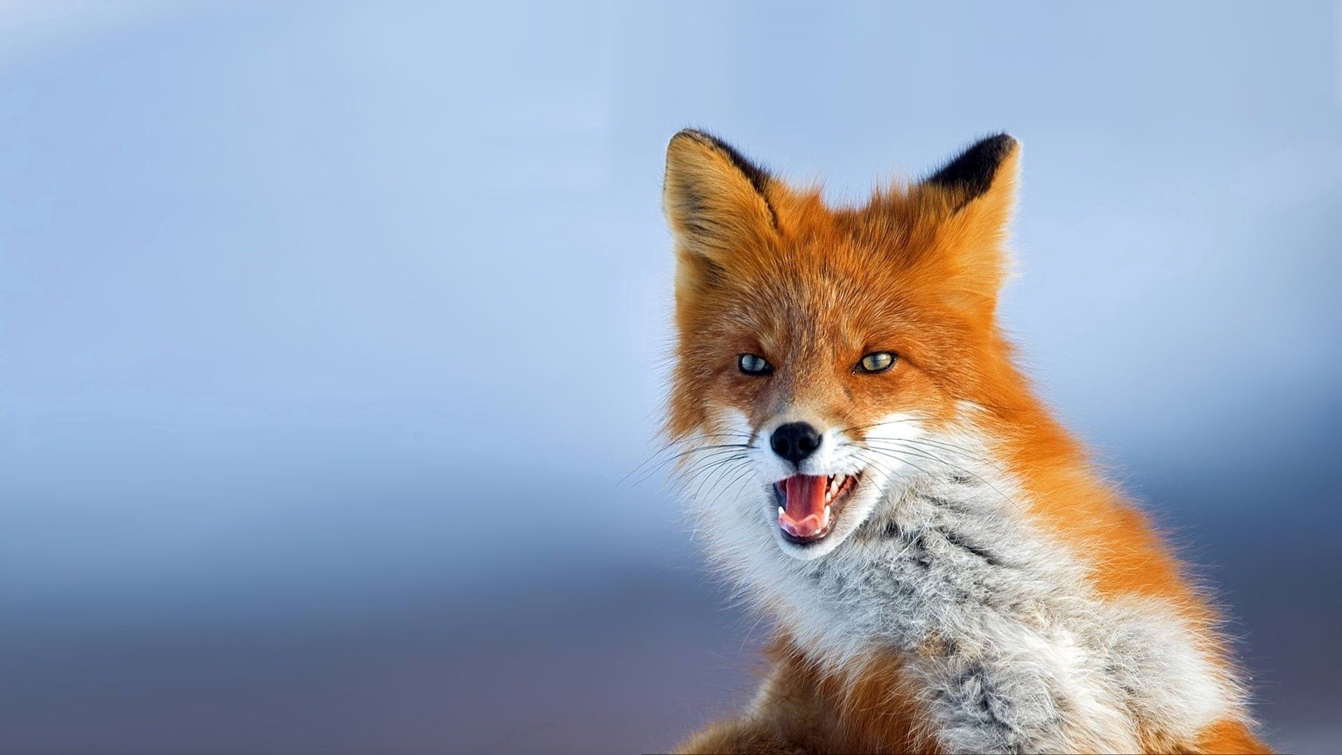 Download mobile wallpaper Sight, Opinion, Animals, Muzzle, Animal, Fox, Background for free.