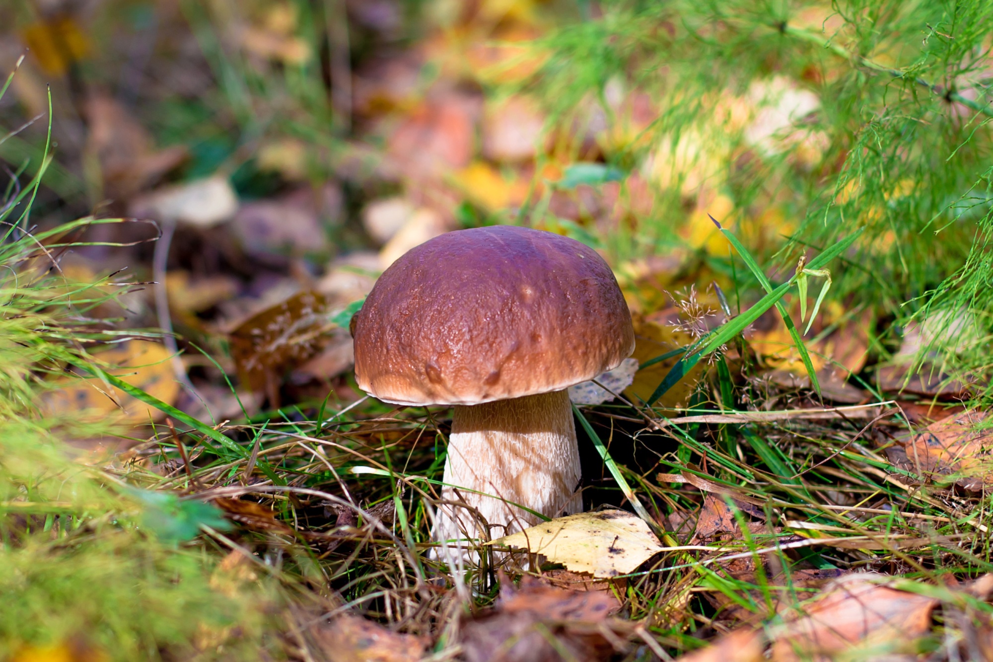 Laden Sie das Natur, Herbst, Nahansicht, Pilz, Erde/natur-Bild kostenlos auf Ihren PC-Desktop herunter