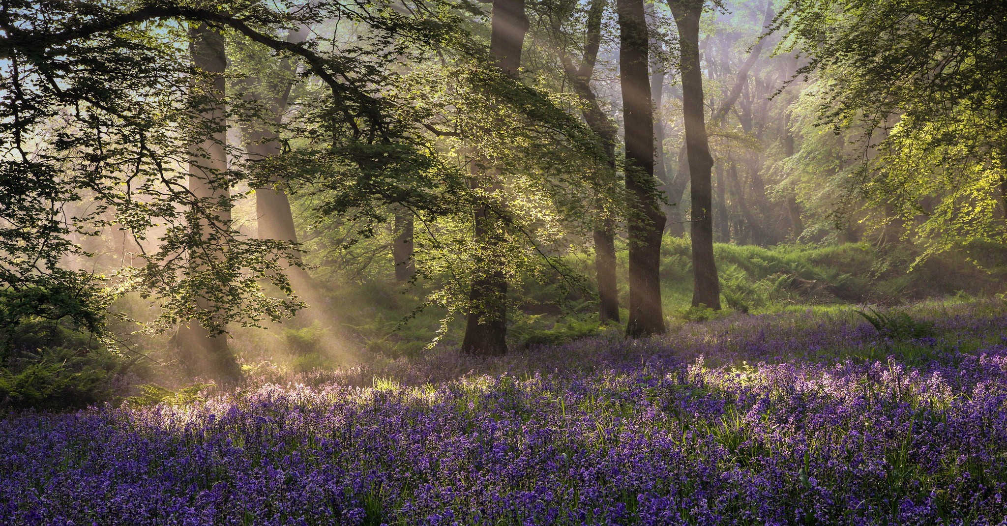 Laden Sie das Blume, Wald, Sonnenstrahl, Erde/natur-Bild kostenlos auf Ihren PC-Desktop herunter