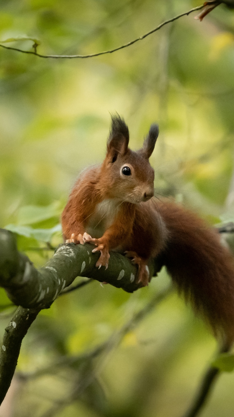 Download mobile wallpaper Squirrel, Animal, Rodent for free.