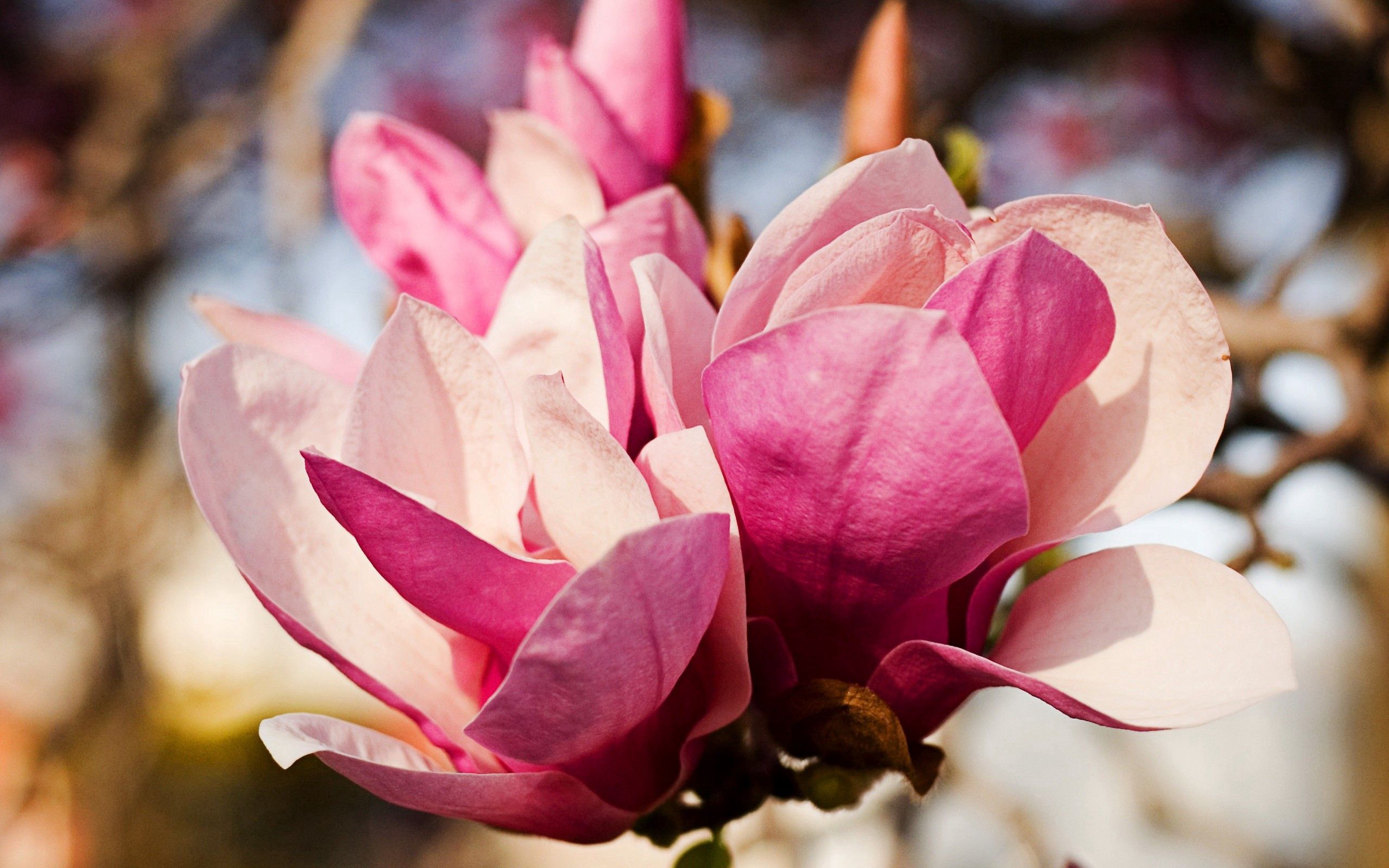 Free download wallpaper Nature, Flowers, Pink, Petals, Tenderness on your PC desktop