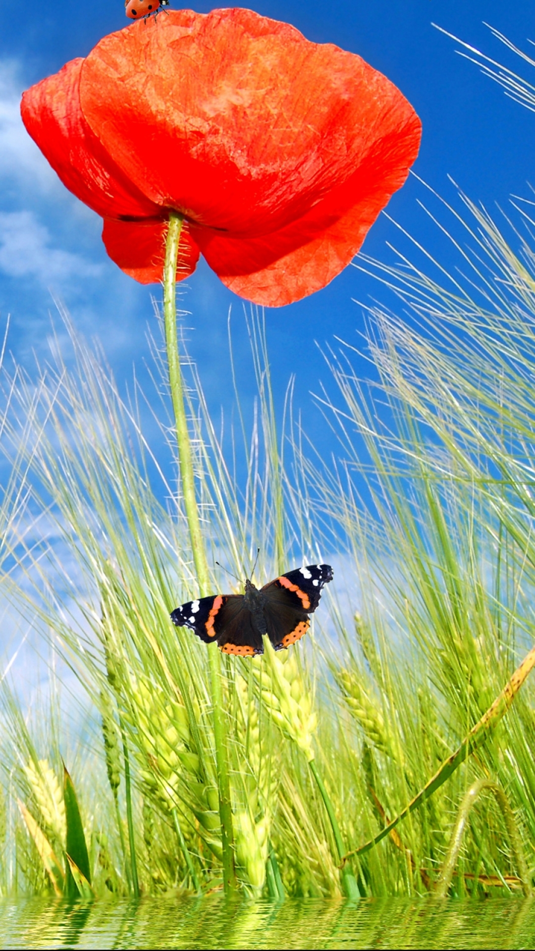 Handy-Wallpaper Natur, Künstlerisch kostenlos herunterladen.