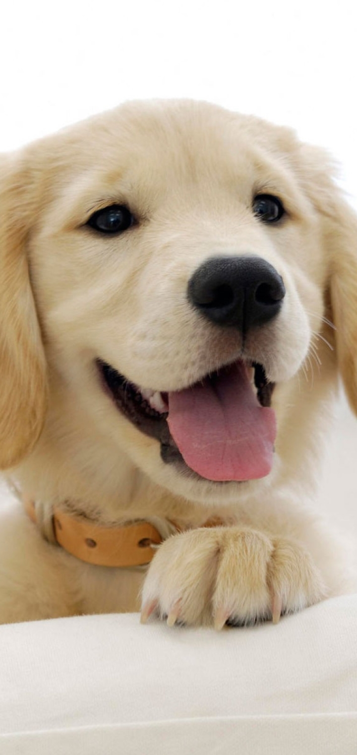 Download mobile wallpaper Dogs, Animal, Golden Retriever for free.