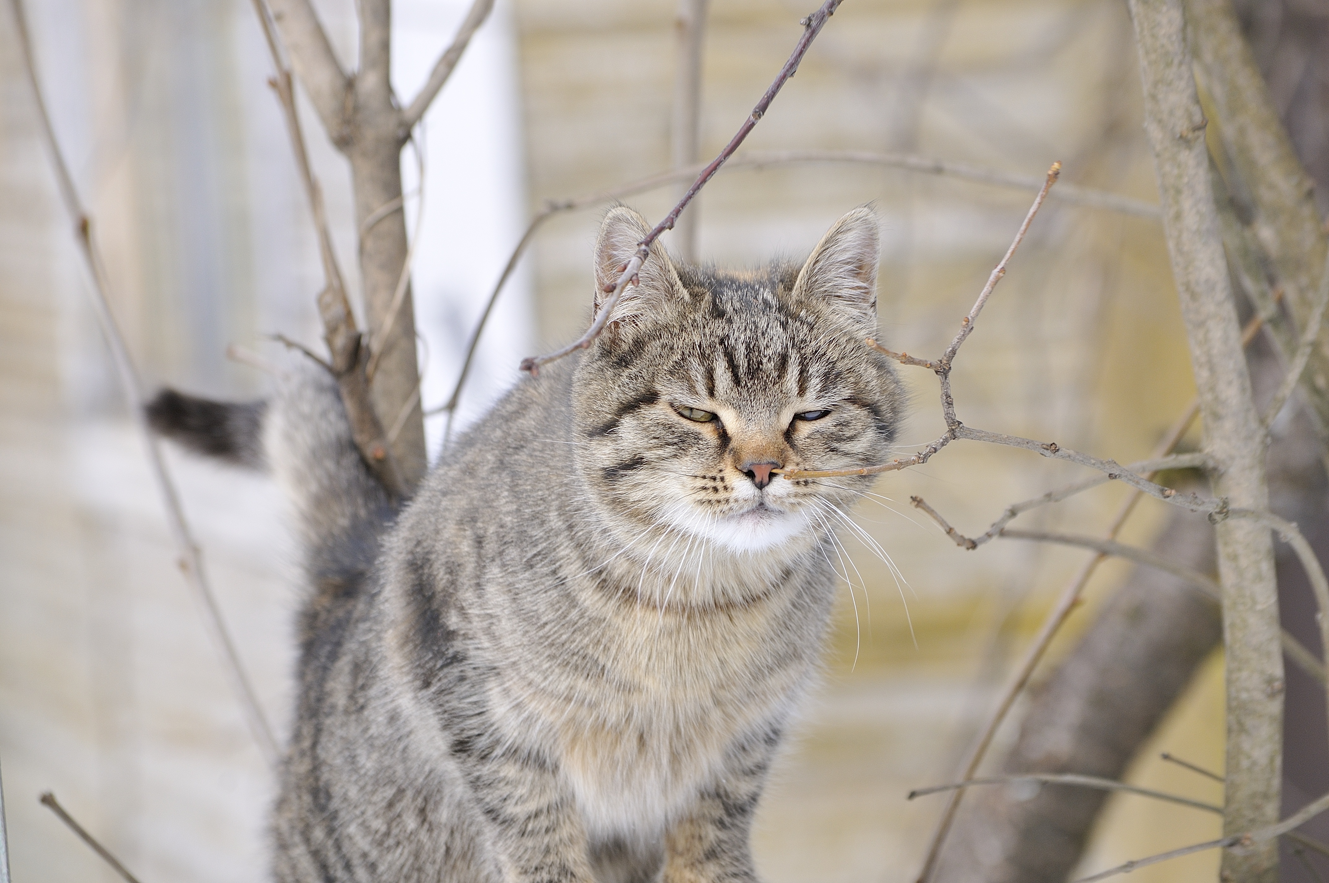 Descarga gratuita de fondo de pantalla para móvil de Animales, Gatos, Gato.