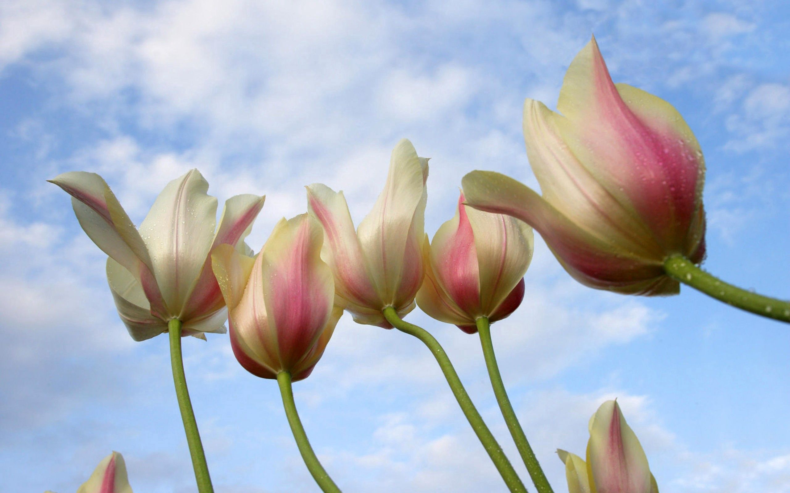 Download mobile wallpaper Sky, Drops, Flowers, Tulips, Background for free.