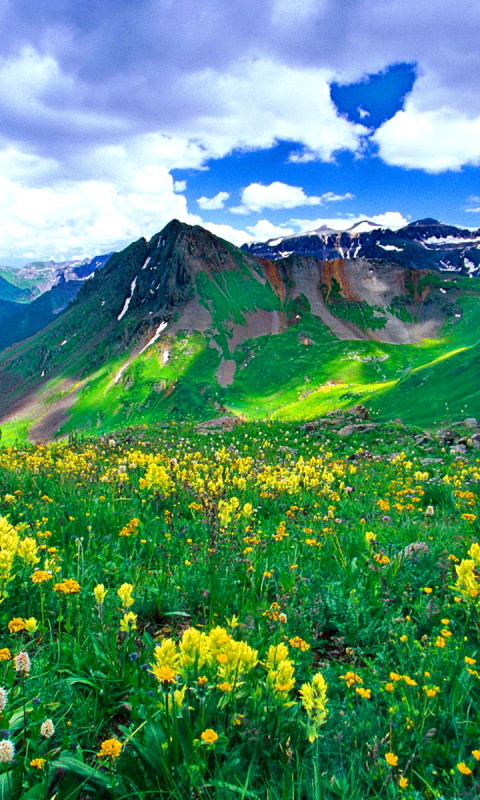 Descarga gratuita de fondo de pantalla para móvil de Paisaje, Montaña, Flor, Tierra, Flor Amarilla, Tierra/naturaleza.