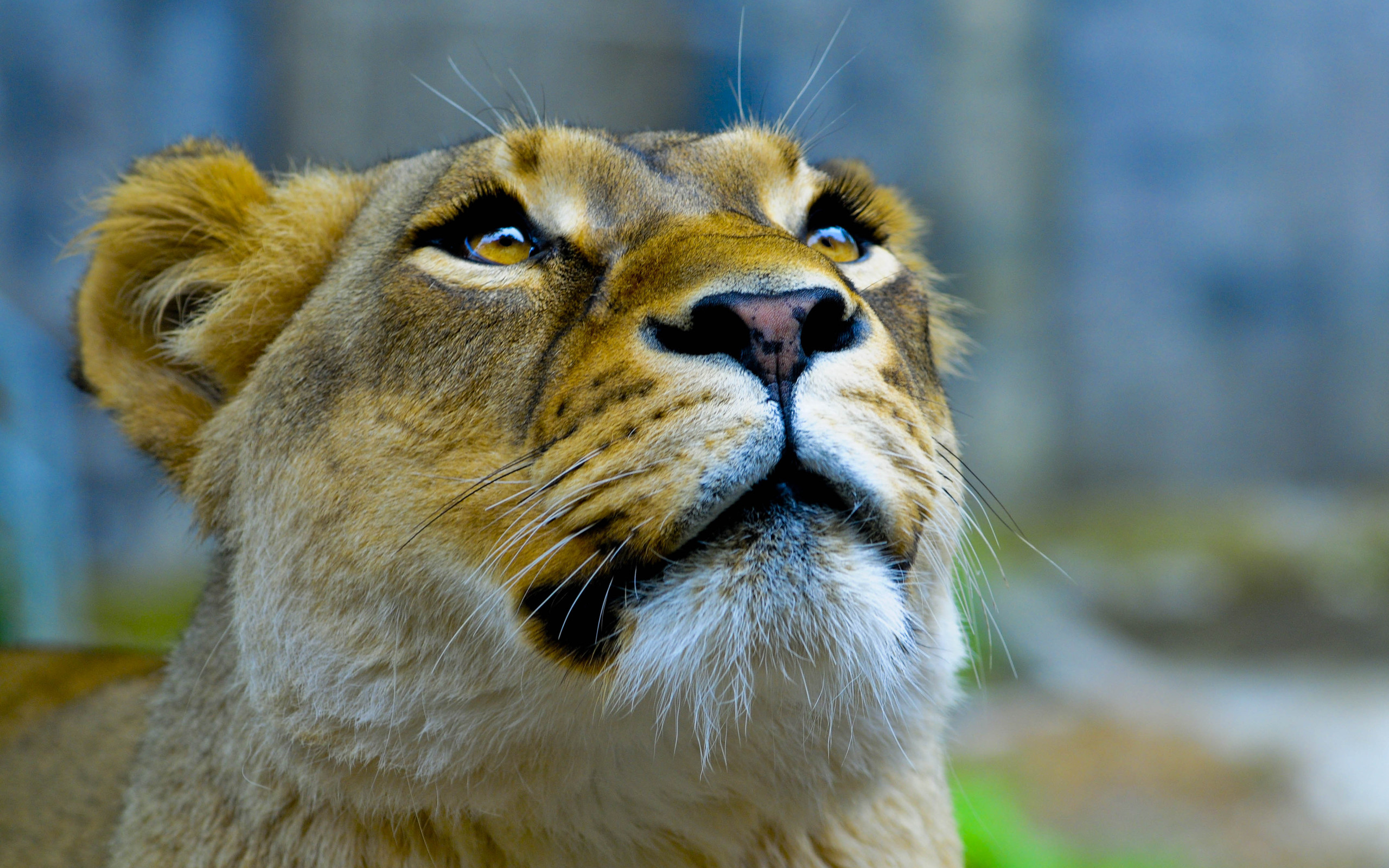 Téléchargez des papiers peints mobile Animaux, Lion gratuitement.