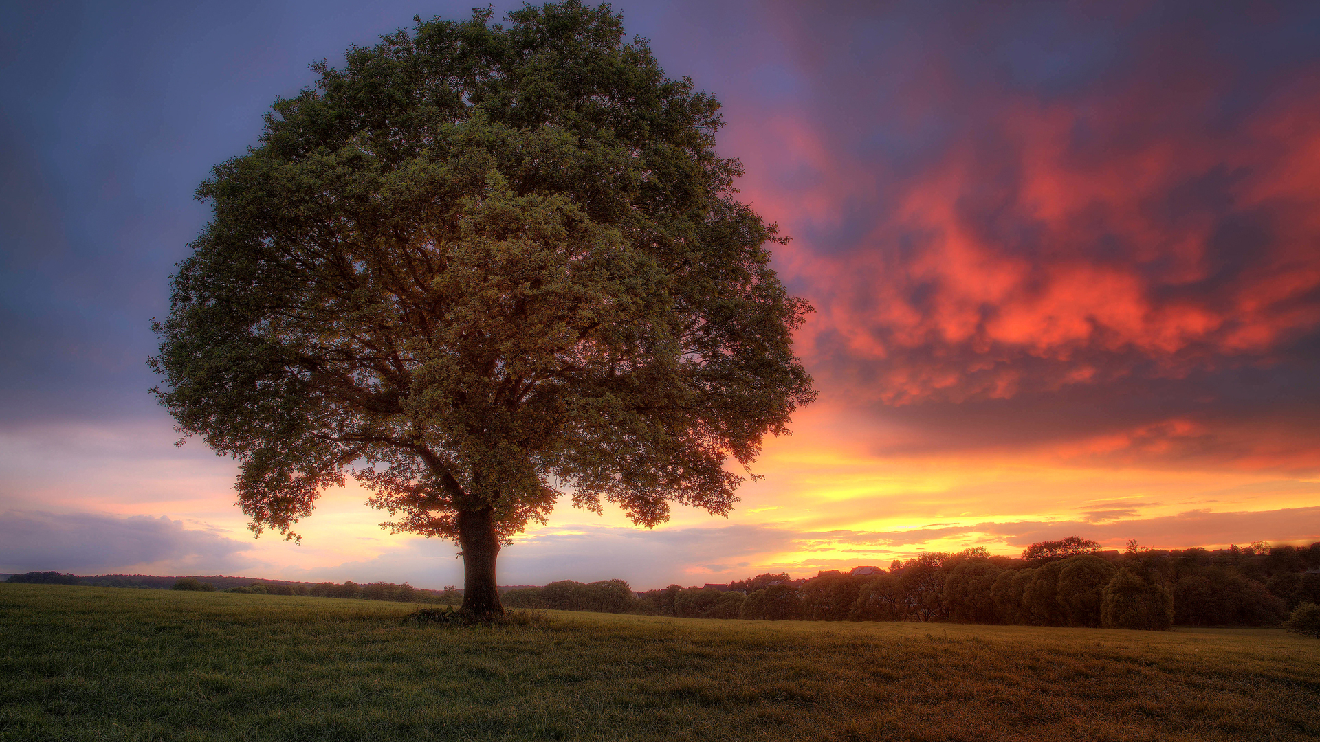 Free download wallpaper Tree, Earth on your PC desktop