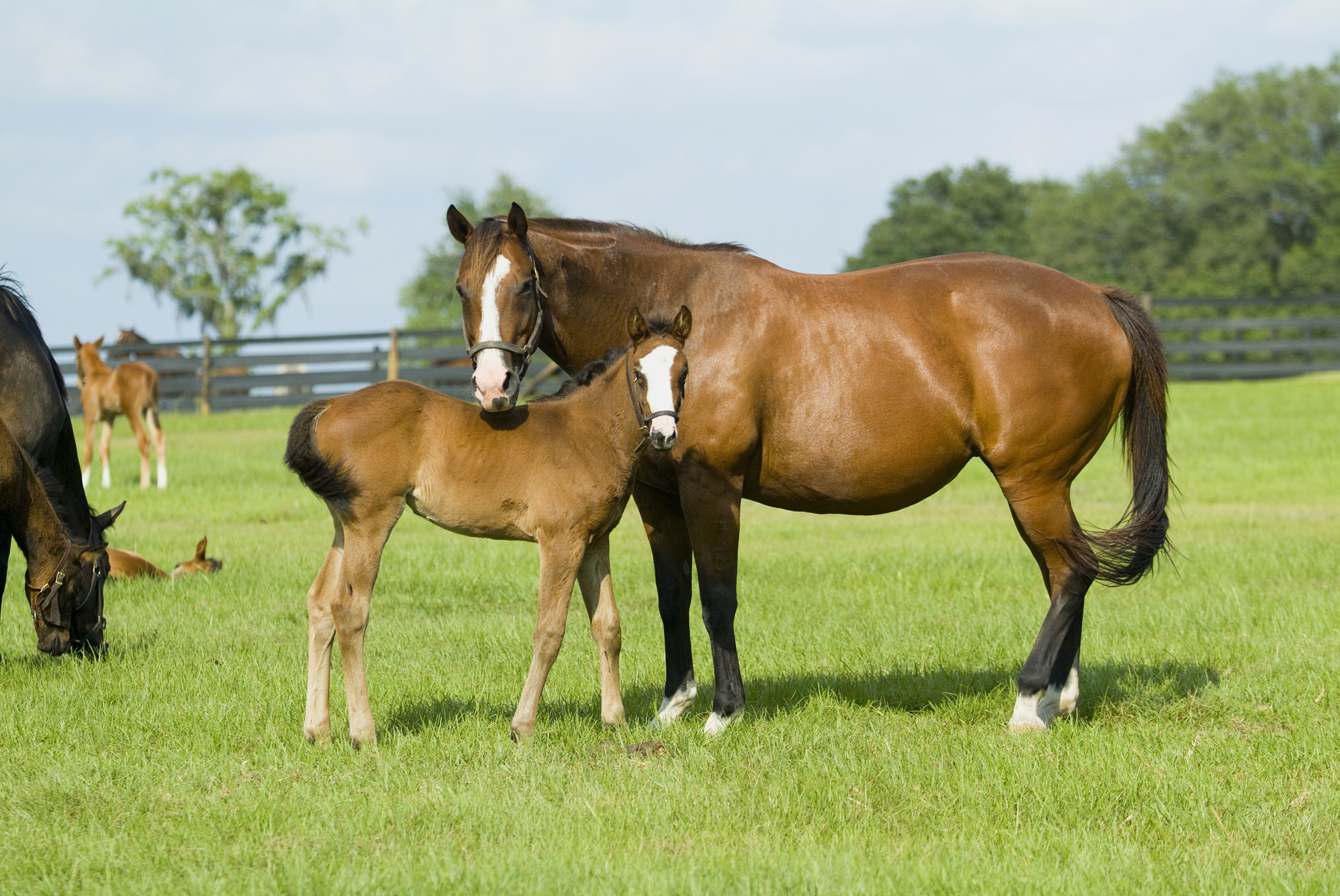 870735 baixar papel de parede animais, cavalo, animal bebê, potro - protetores de tela e imagens gratuitamente