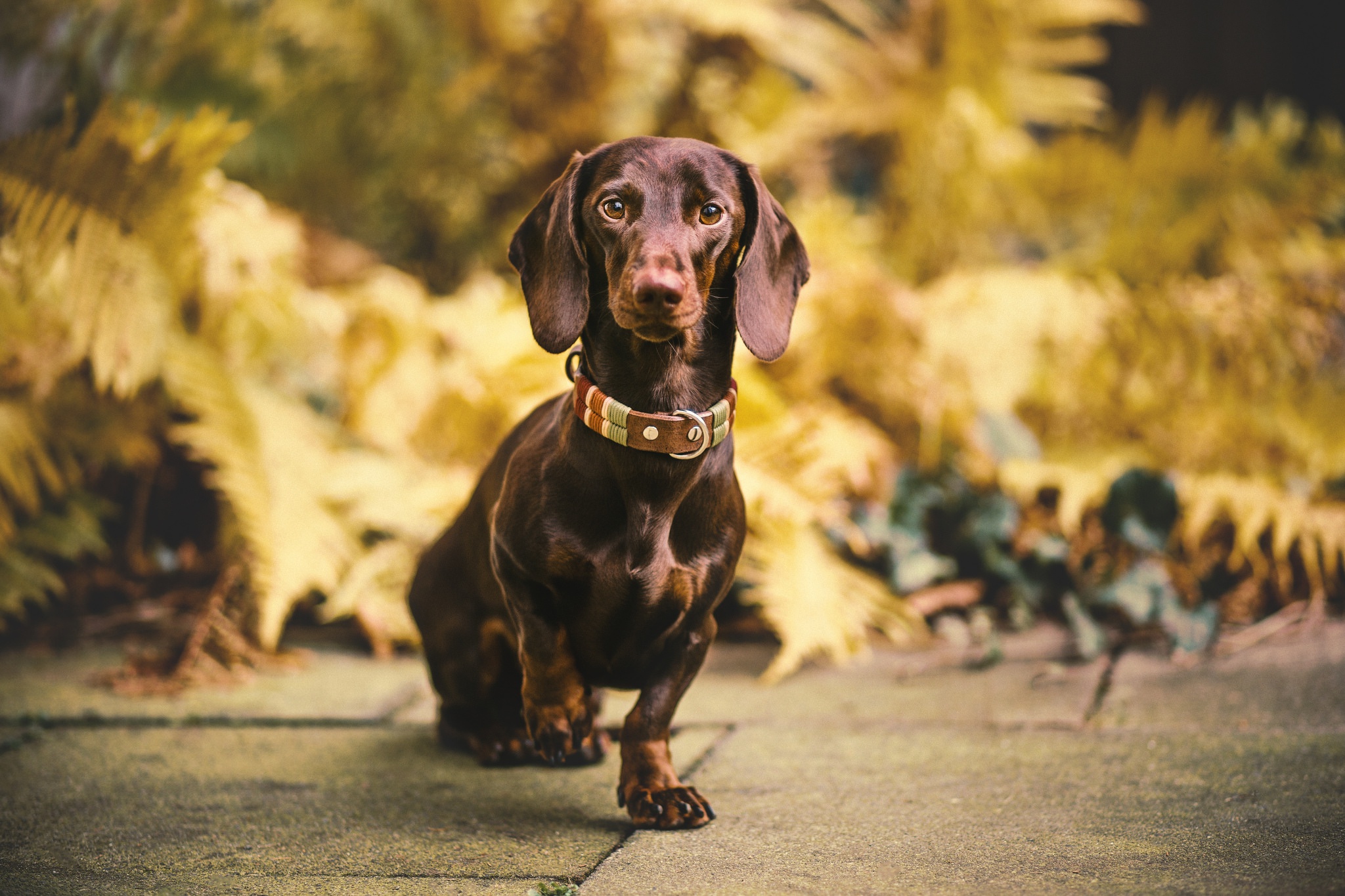 Download mobile wallpaper Dogs, Dog, Animal, Dachshund, Depth Of Field for free.