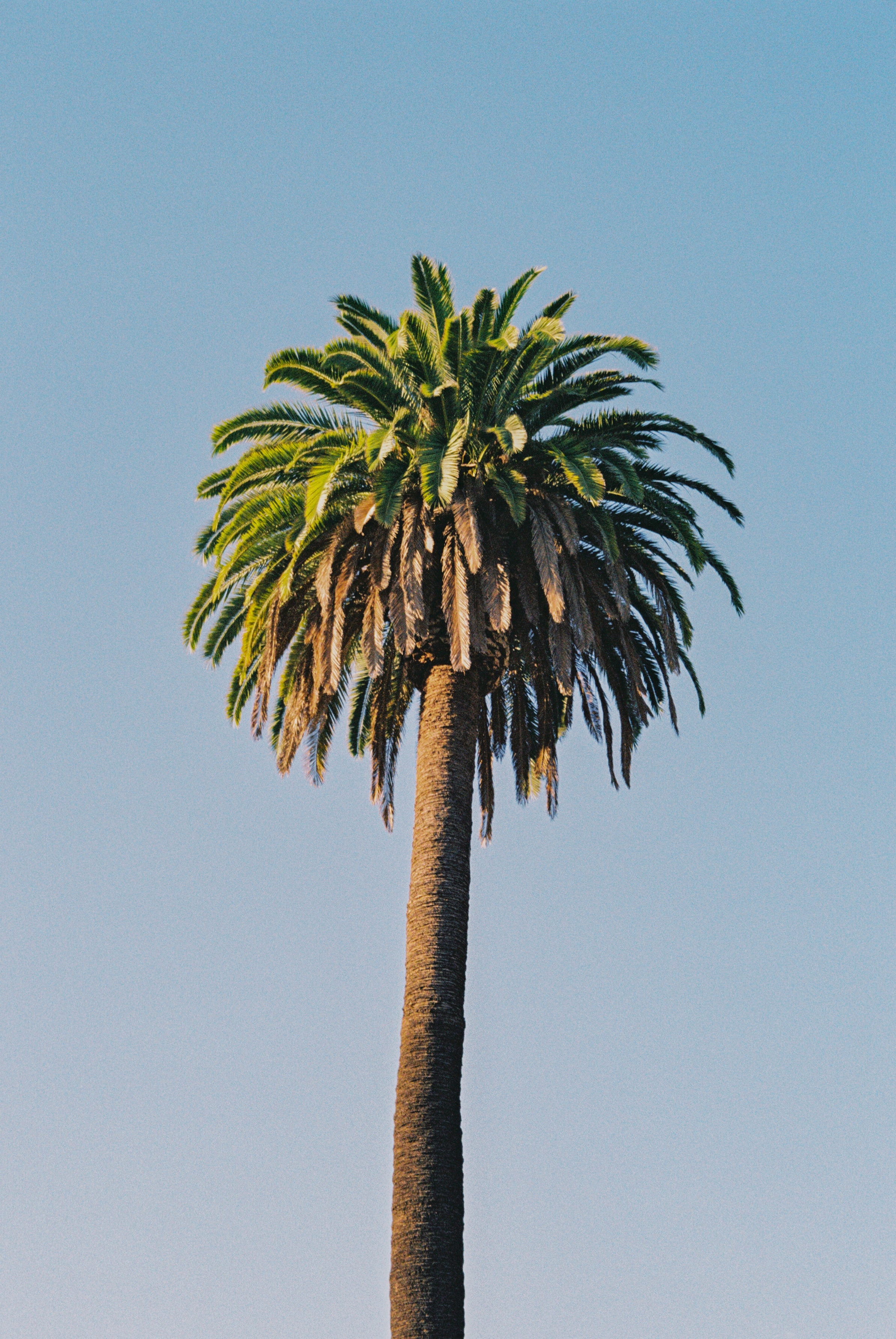 Handy-Wallpaper Baum, Palm, Sky, Pflanze, Holz, Natur, Palme kostenlos herunterladen.