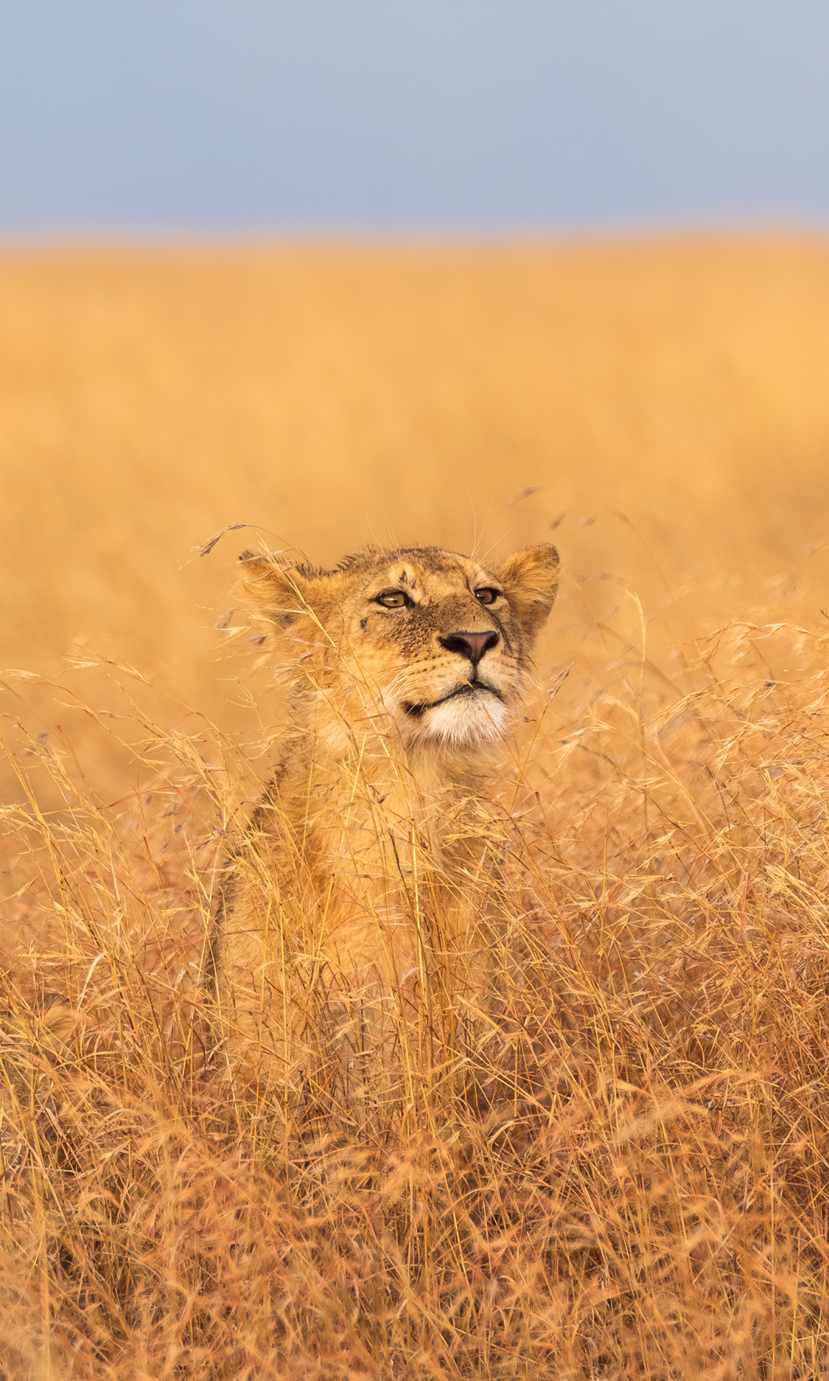 Download mobile wallpaper Cats, Lion, Animal, Africa, Tanzania, Serengeti National Park for free.