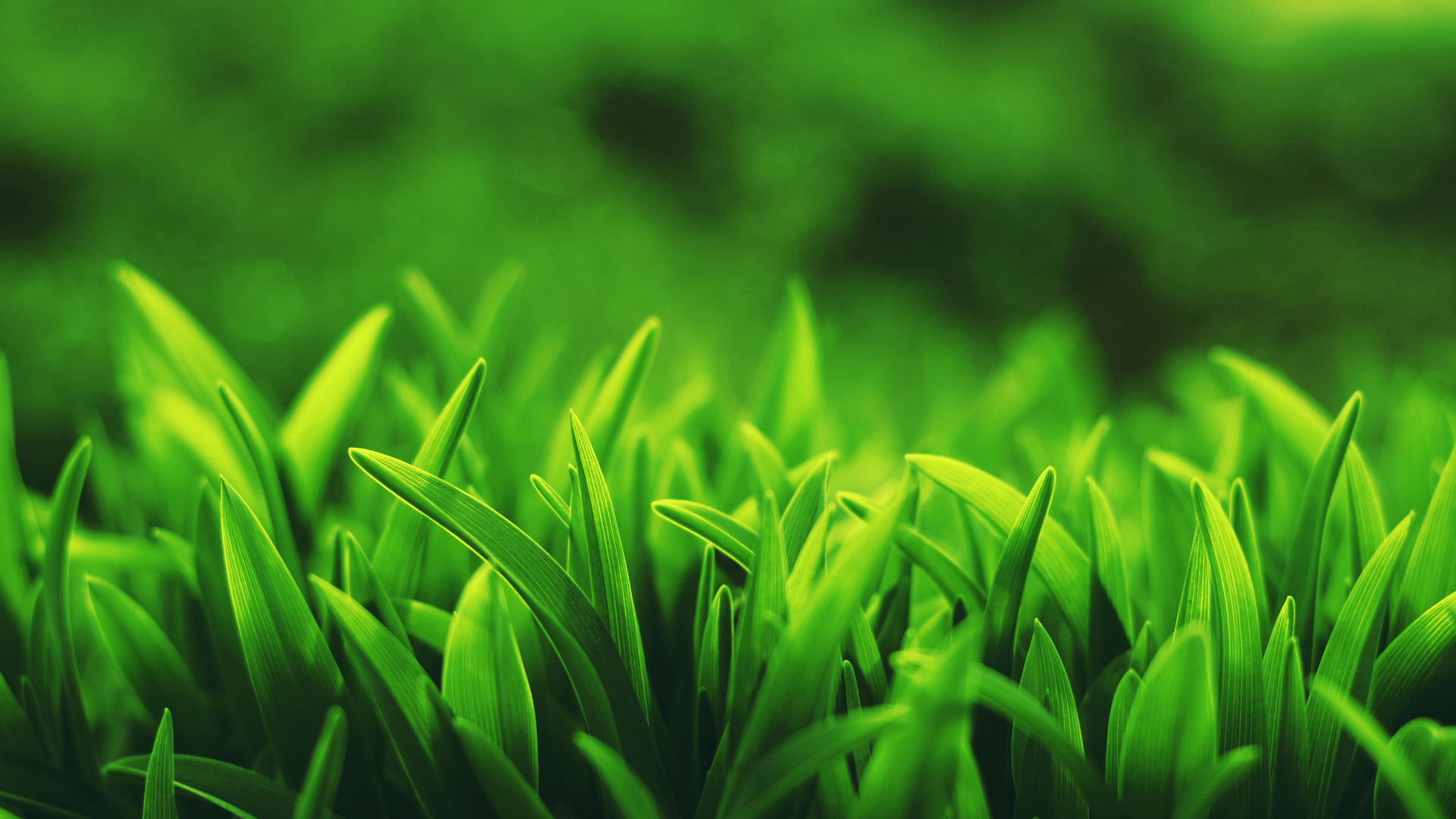 Free download wallpaper Grass, Earth on your PC desktop