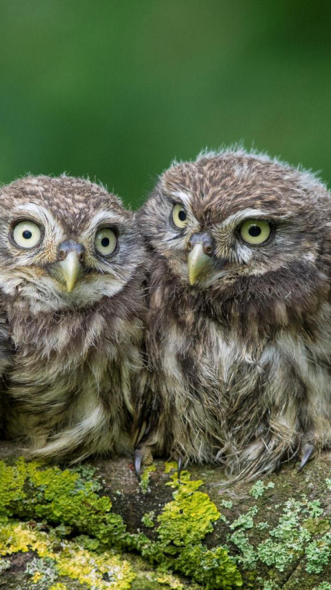 Download mobile wallpaper Birds, Owl, Animal for free.