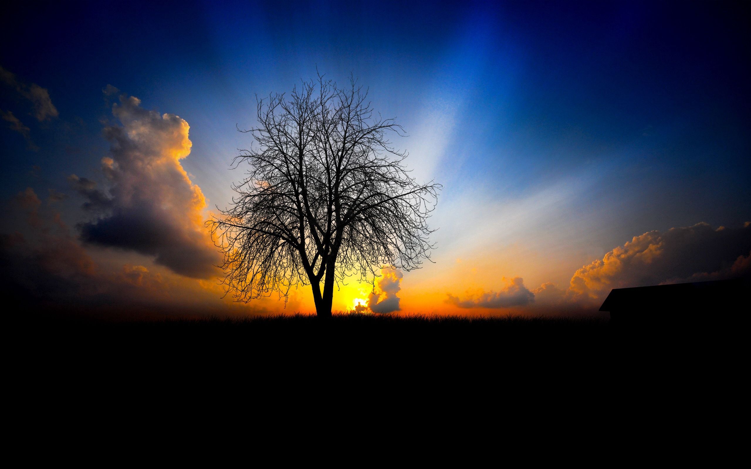 Download mobile wallpaper Beams, Rays, Evening, Wood, Tree, Sunset, Nature, Light, Shine for free.
