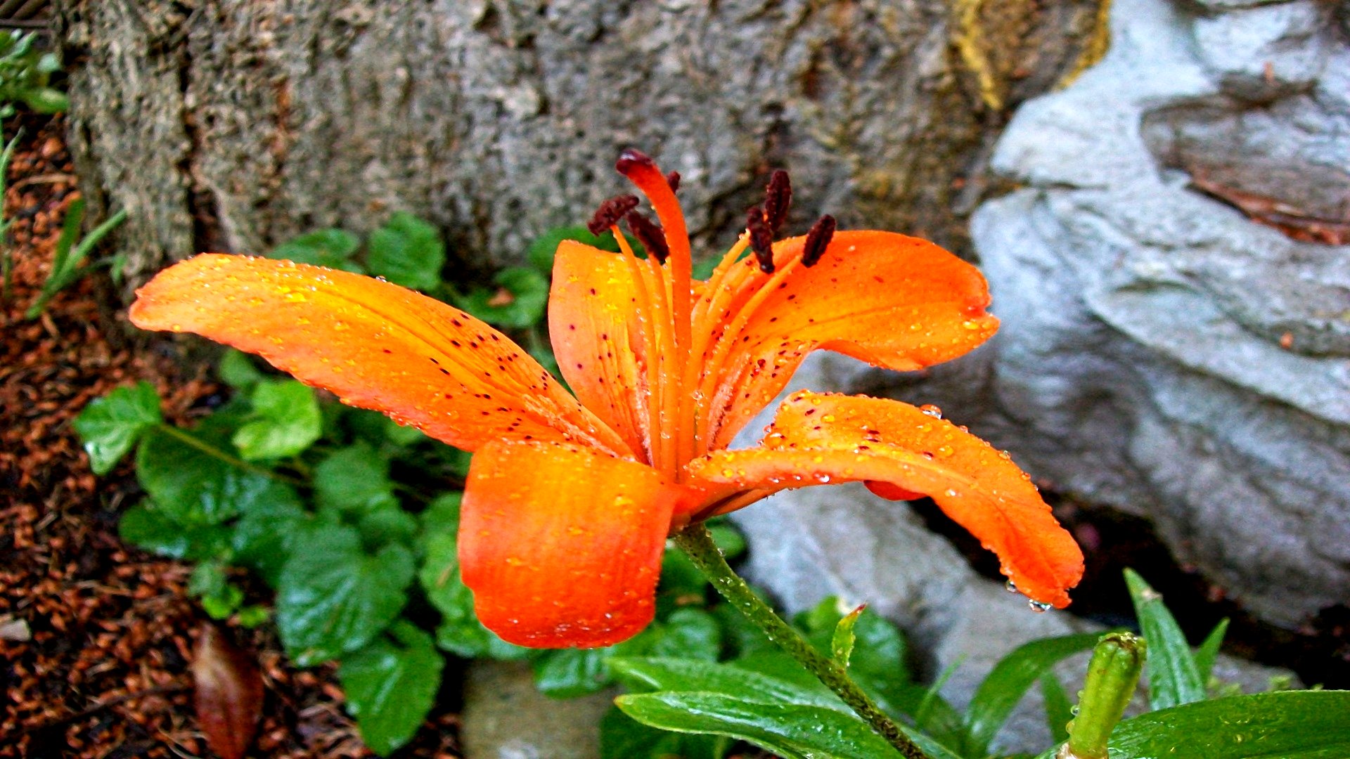 Laden Sie das Blumen, Lilie, Erde/natur-Bild kostenlos auf Ihren PC-Desktop herunter