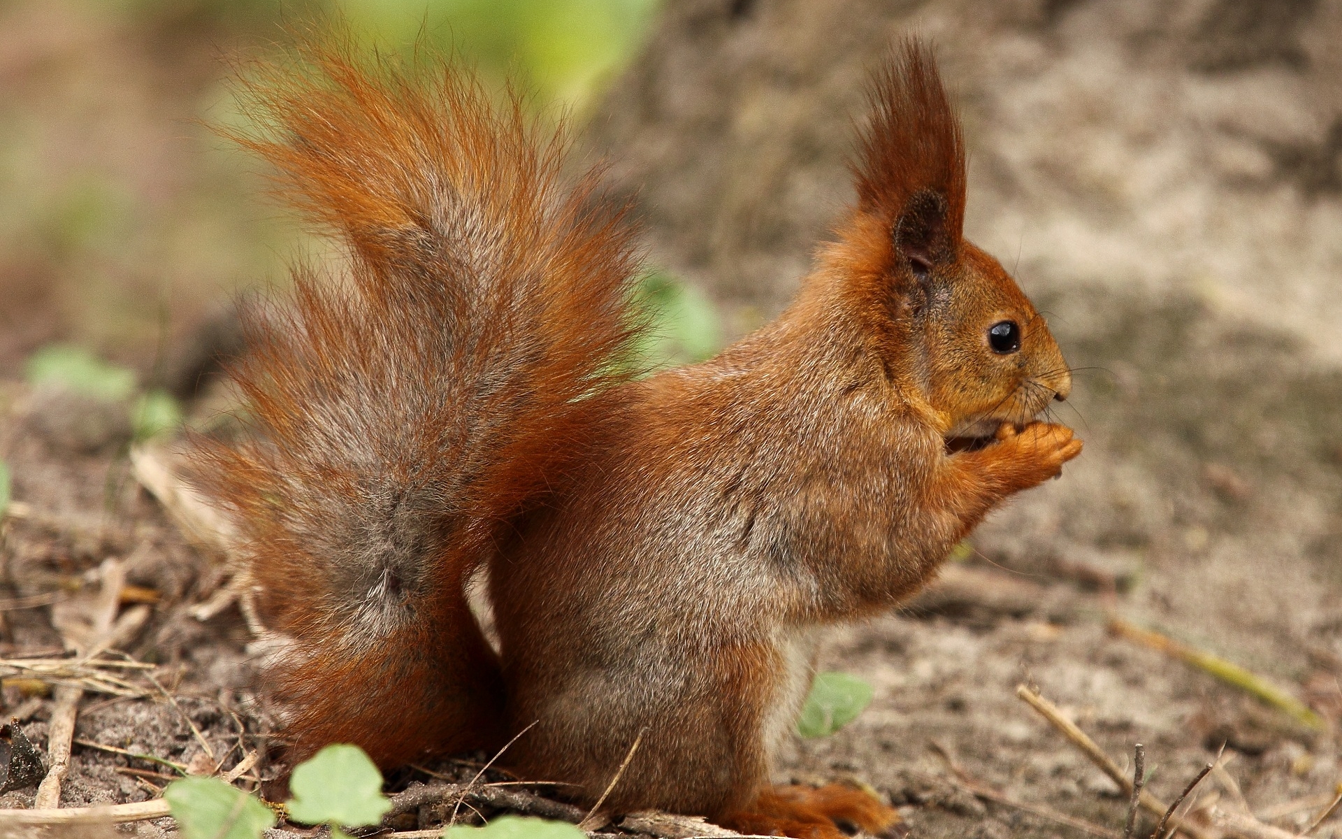 Free download wallpaper Squirrel, Animal on your PC desktop