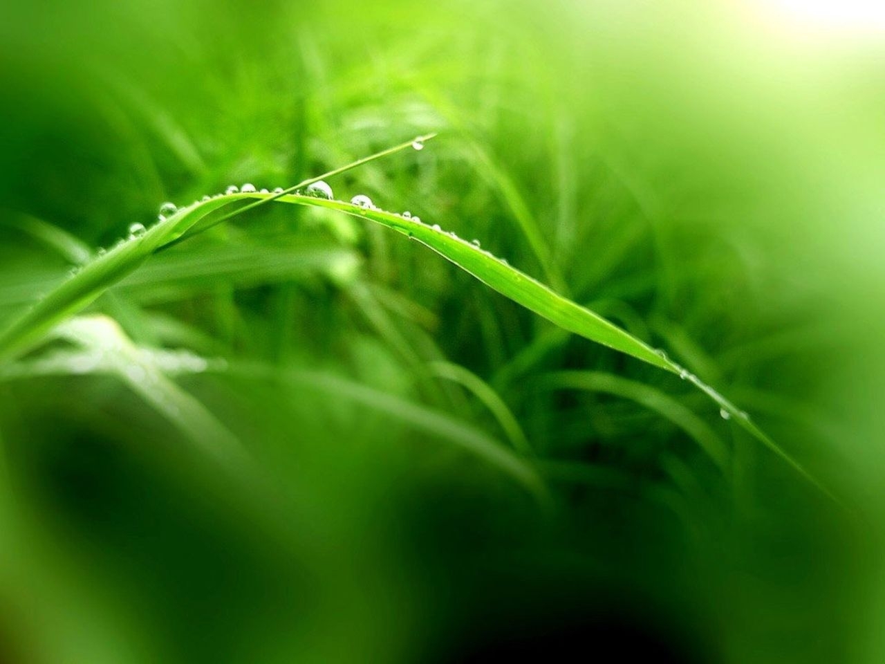 Download mobile wallpaper Plants for free.