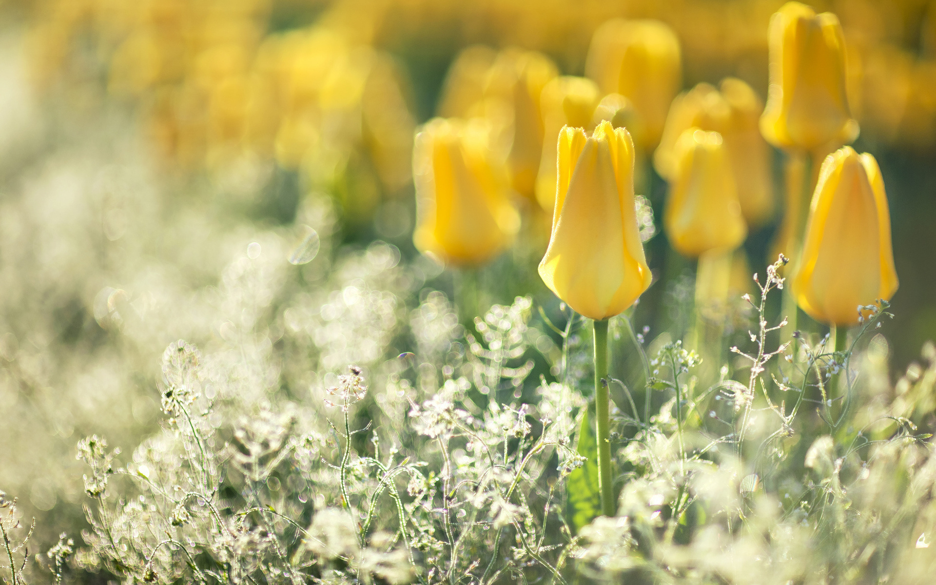 Descarga gratis la imagen Tulipán, Flores, Flor, Tierra/naturaleza en el escritorio de tu PC